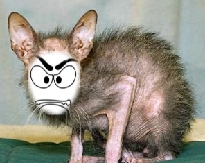 Rat méchant, par plume rousse