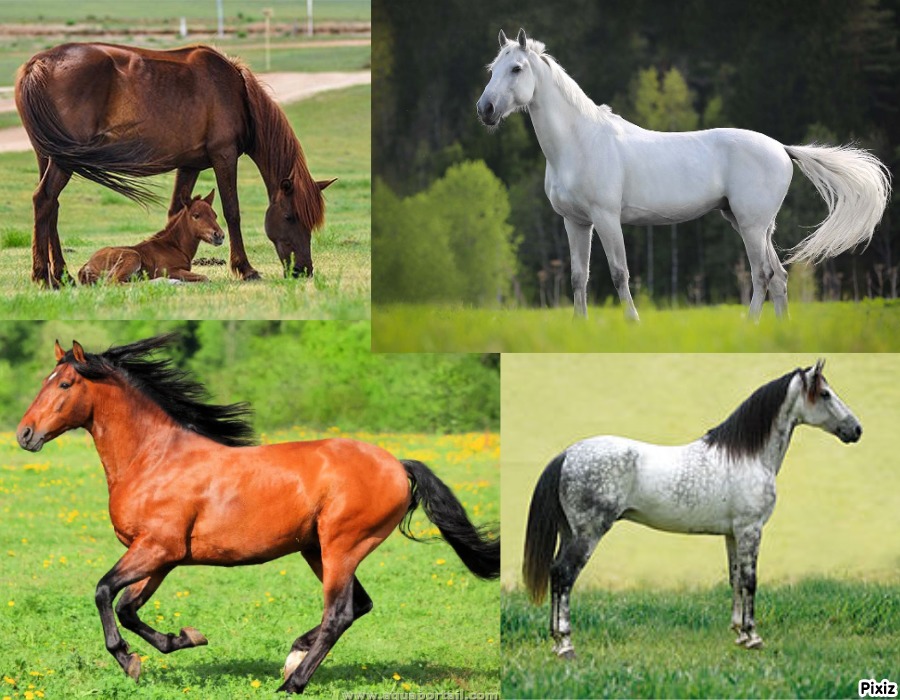 Cheval, par plume rousse