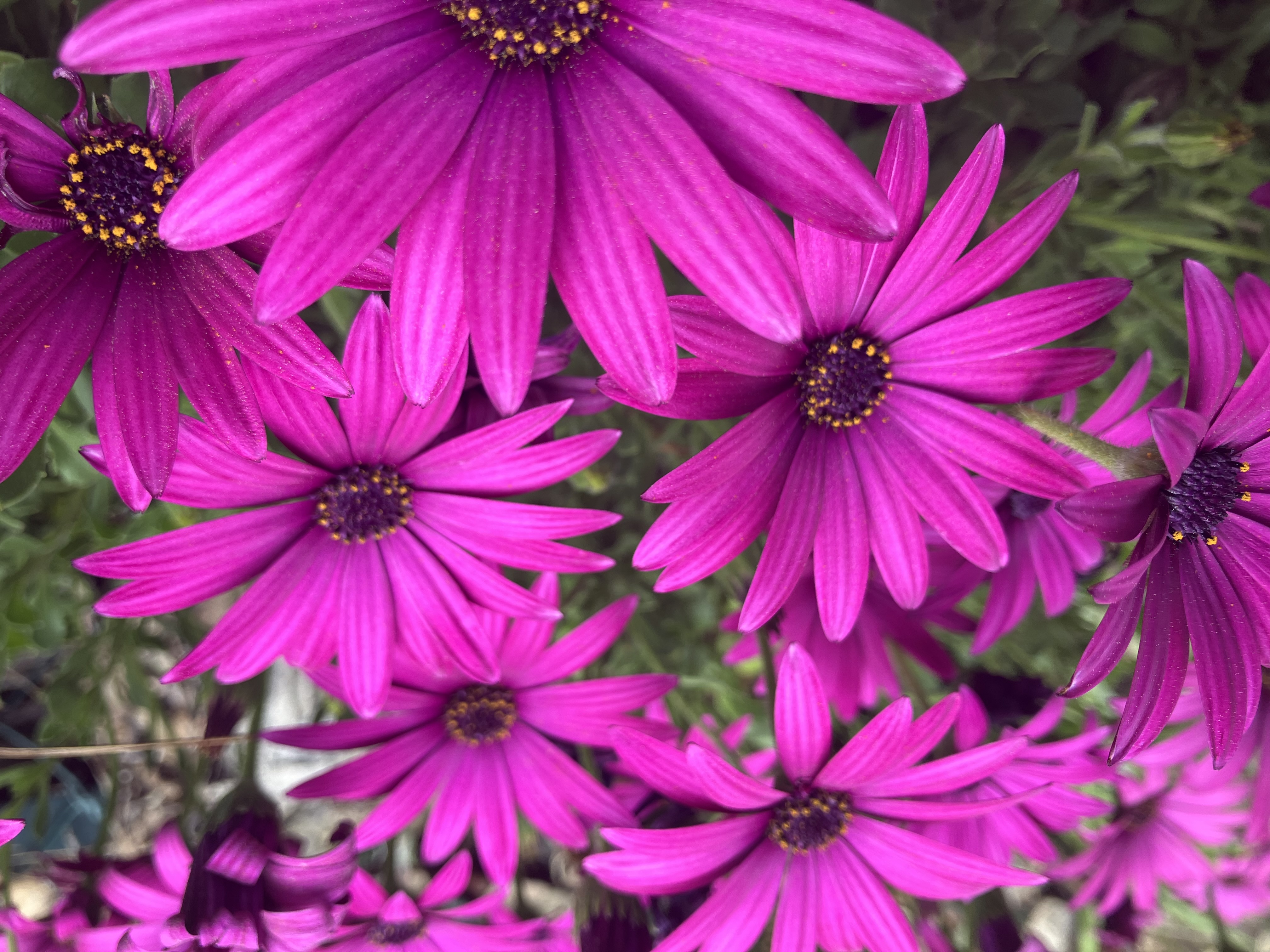 Flowers, par Arcencieland