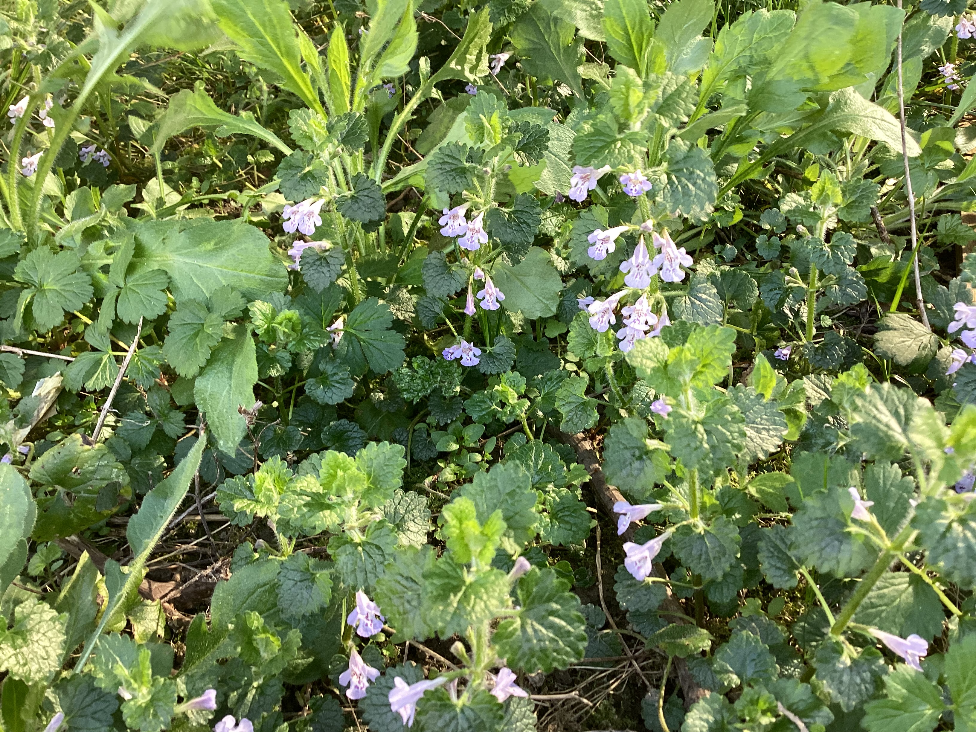 Fleurs, par Tempête d’automne