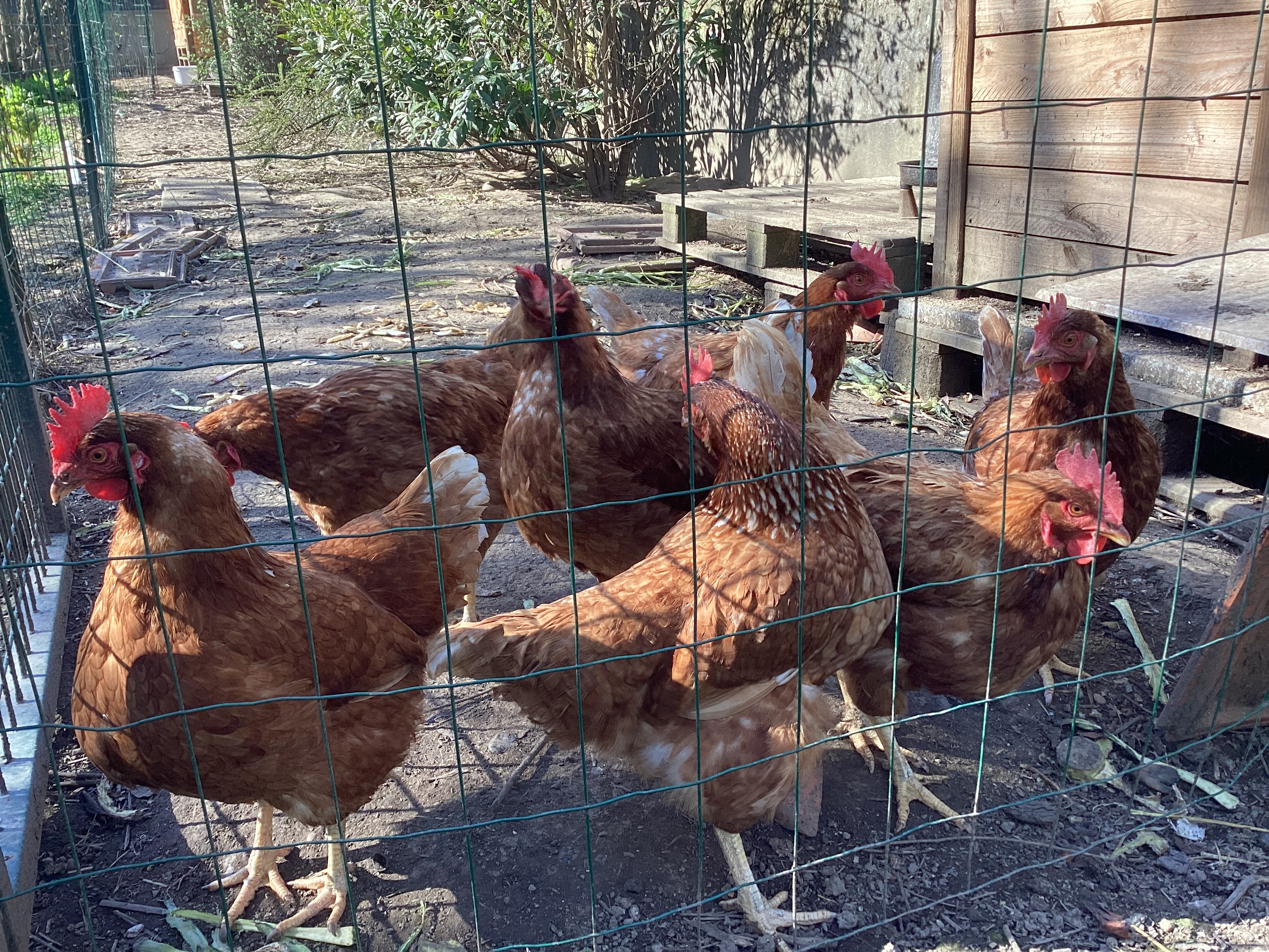 Poules, par Tempête d’automne