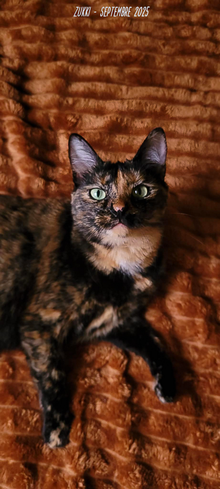 Ma meilleure amie à moustache, par Zukki