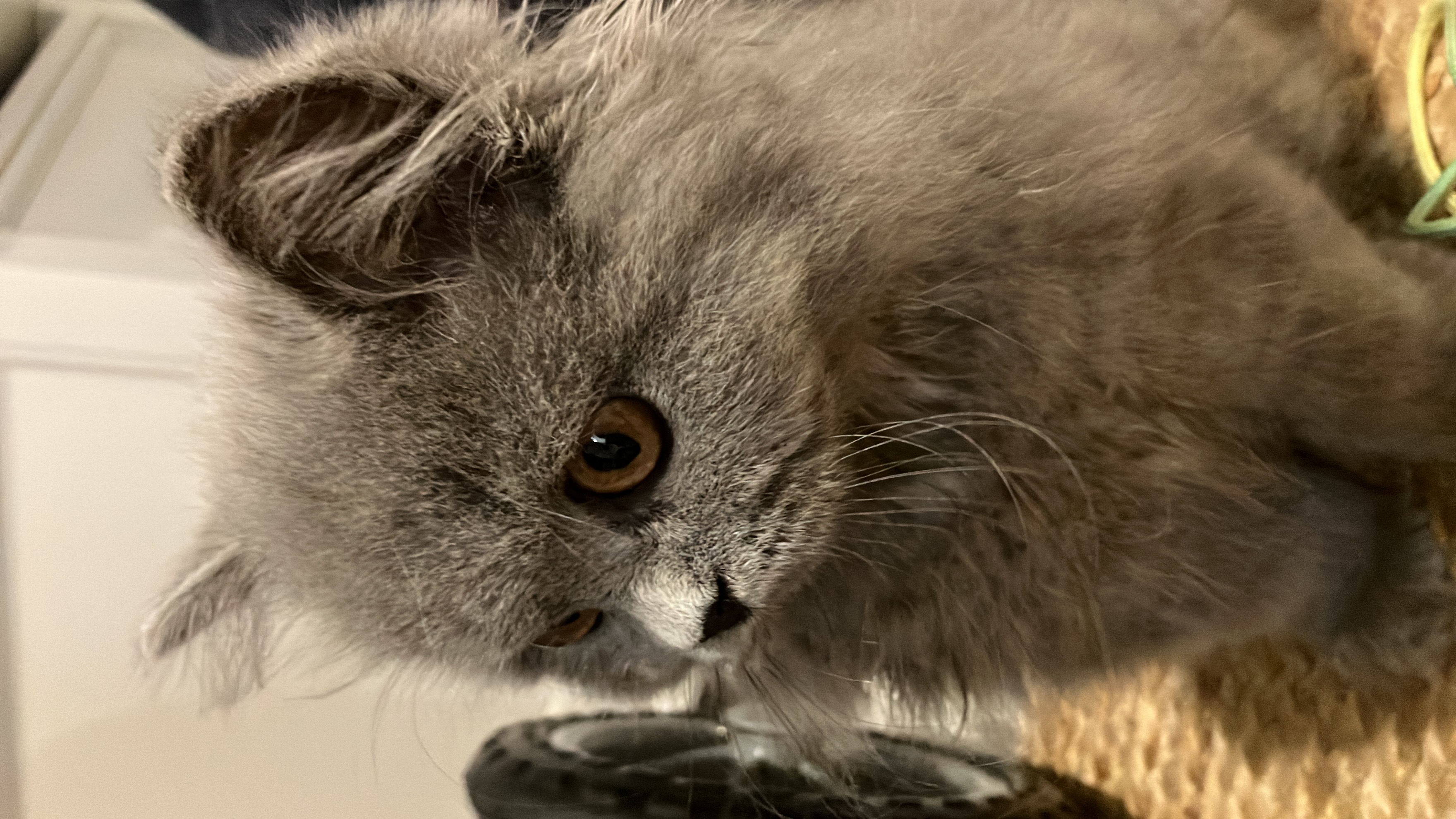 Chat, par Arcencieland