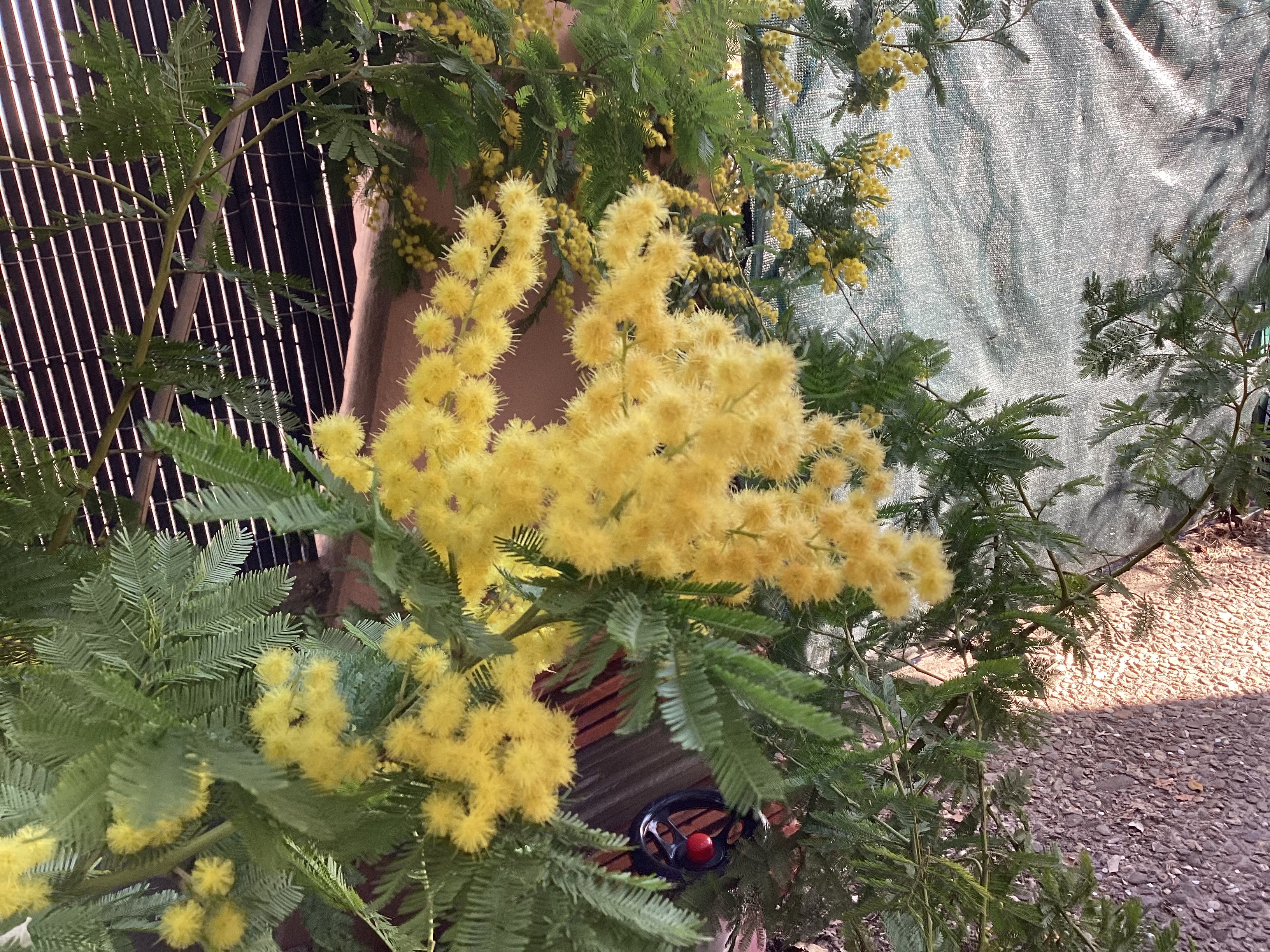 Arbre, par Tempête d’automne