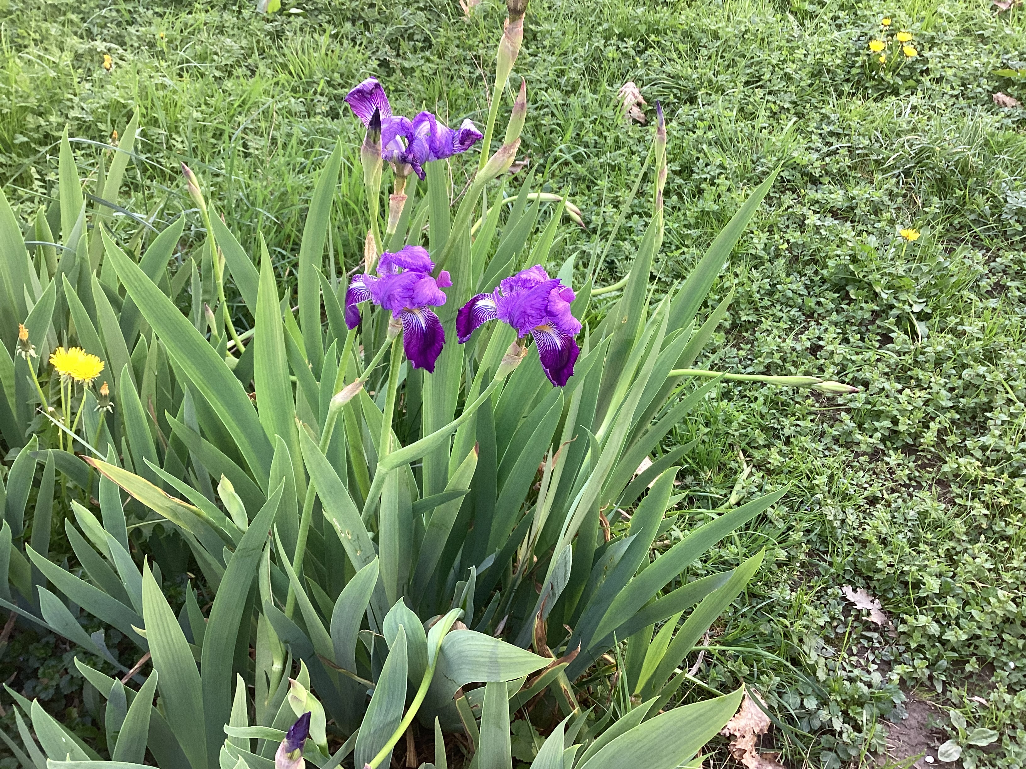 Iris, par Tempête d’automne