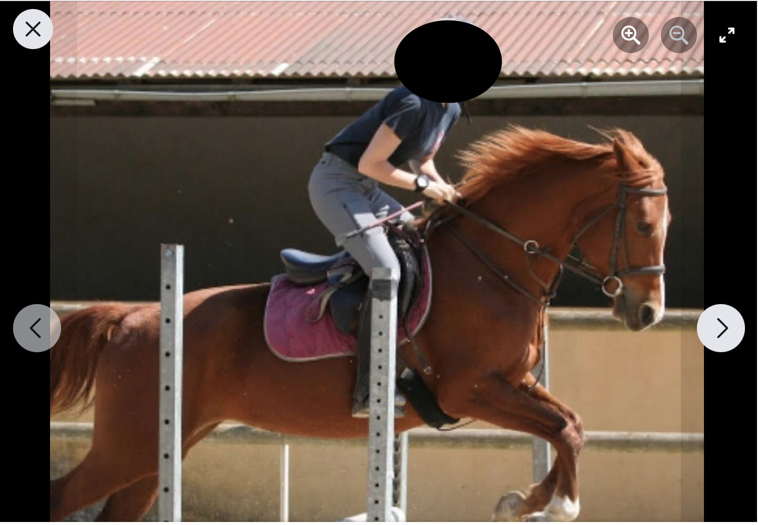 Jument à mauvais caractère, par Saso