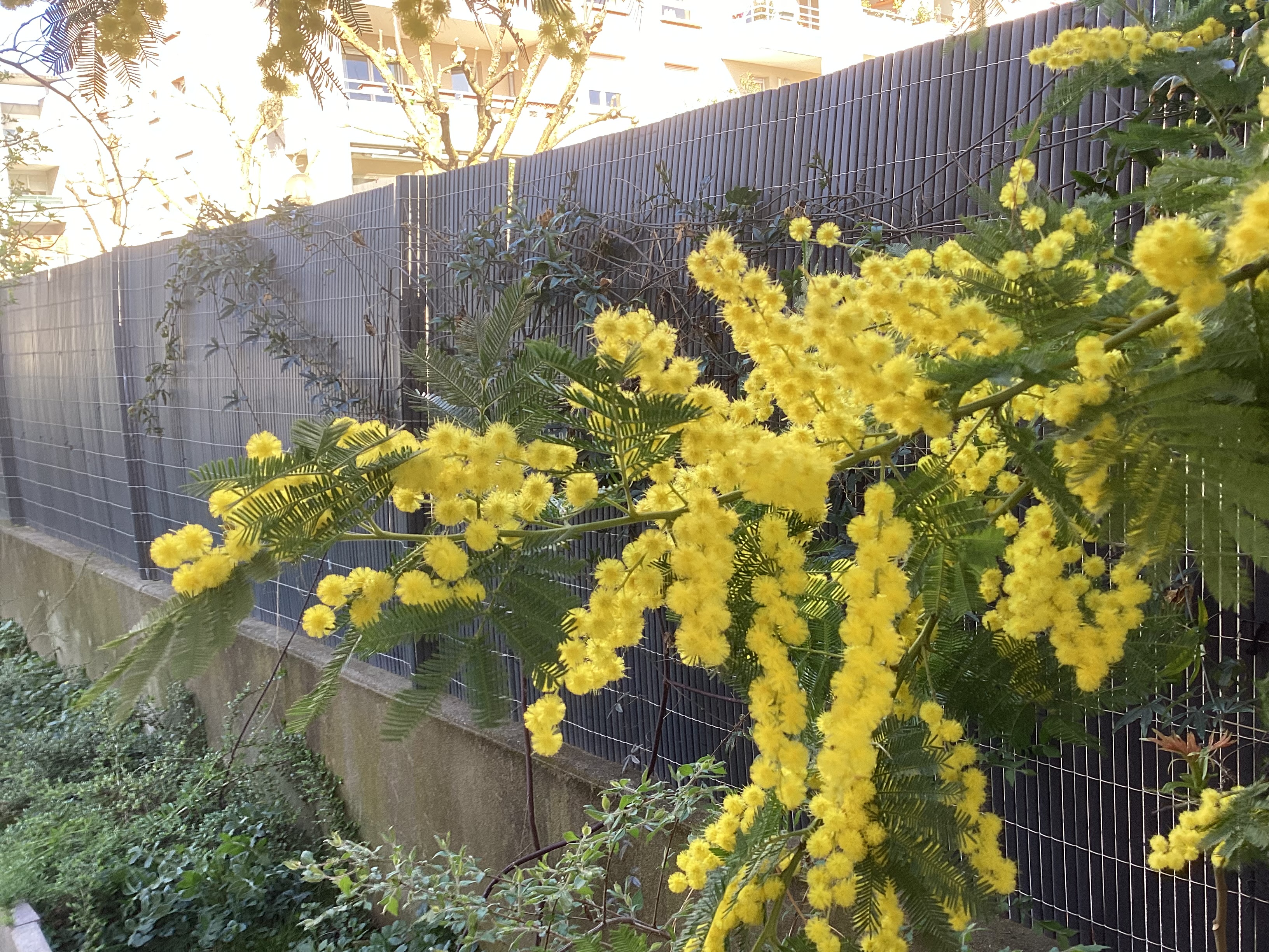 Arbre, par Tempête d’automne