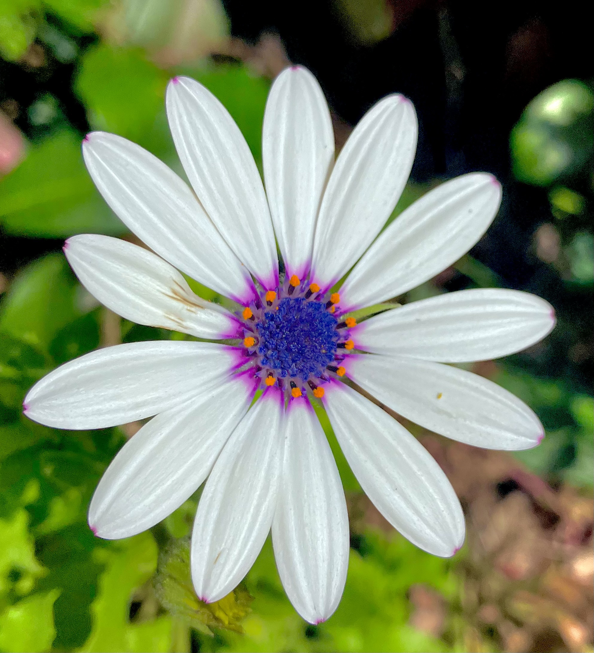 Fleure, par Arcencieland