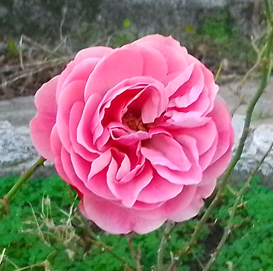 Rose de printemps, par plume rousse