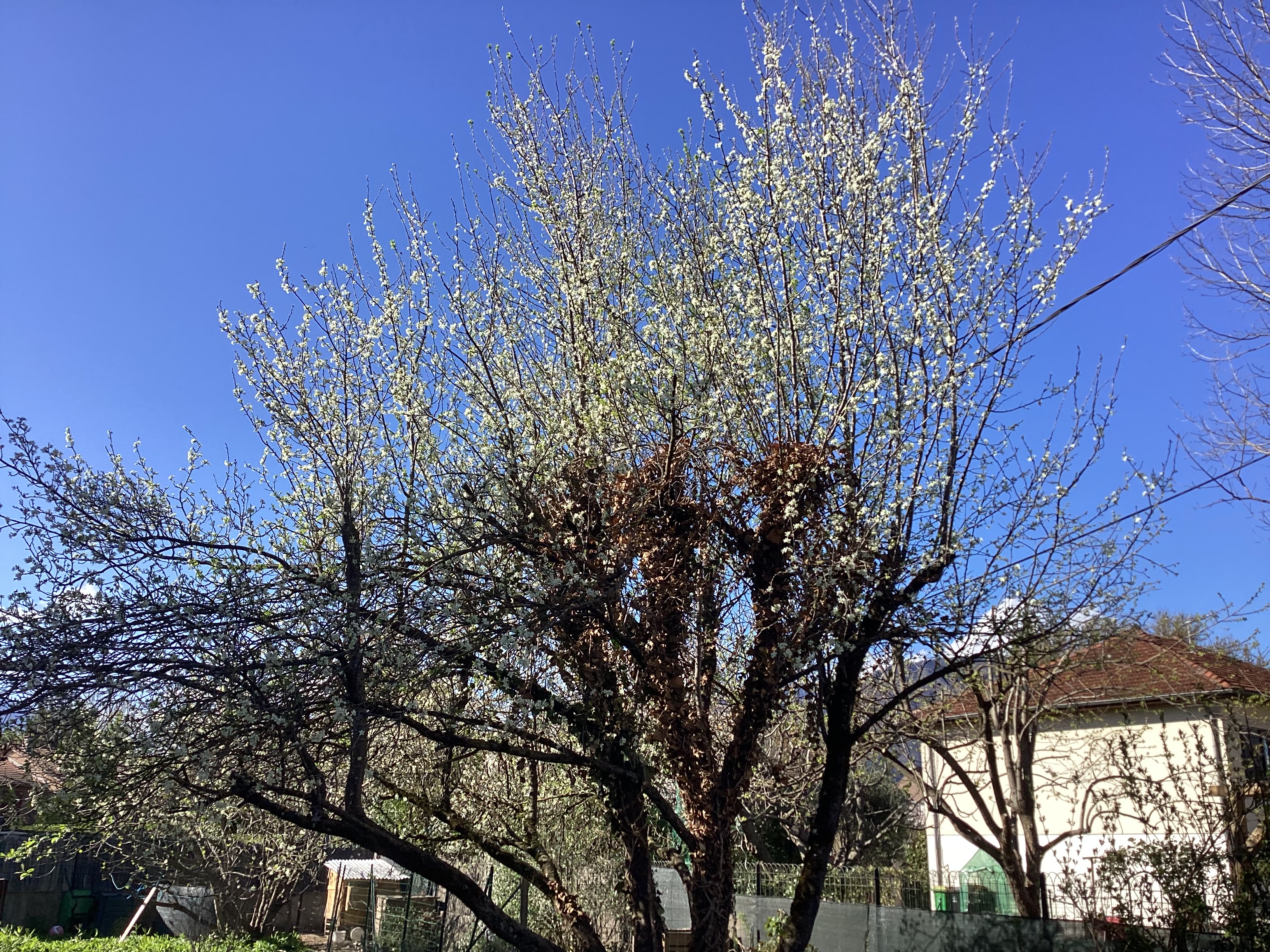 Prunier, par Tempête d’automne