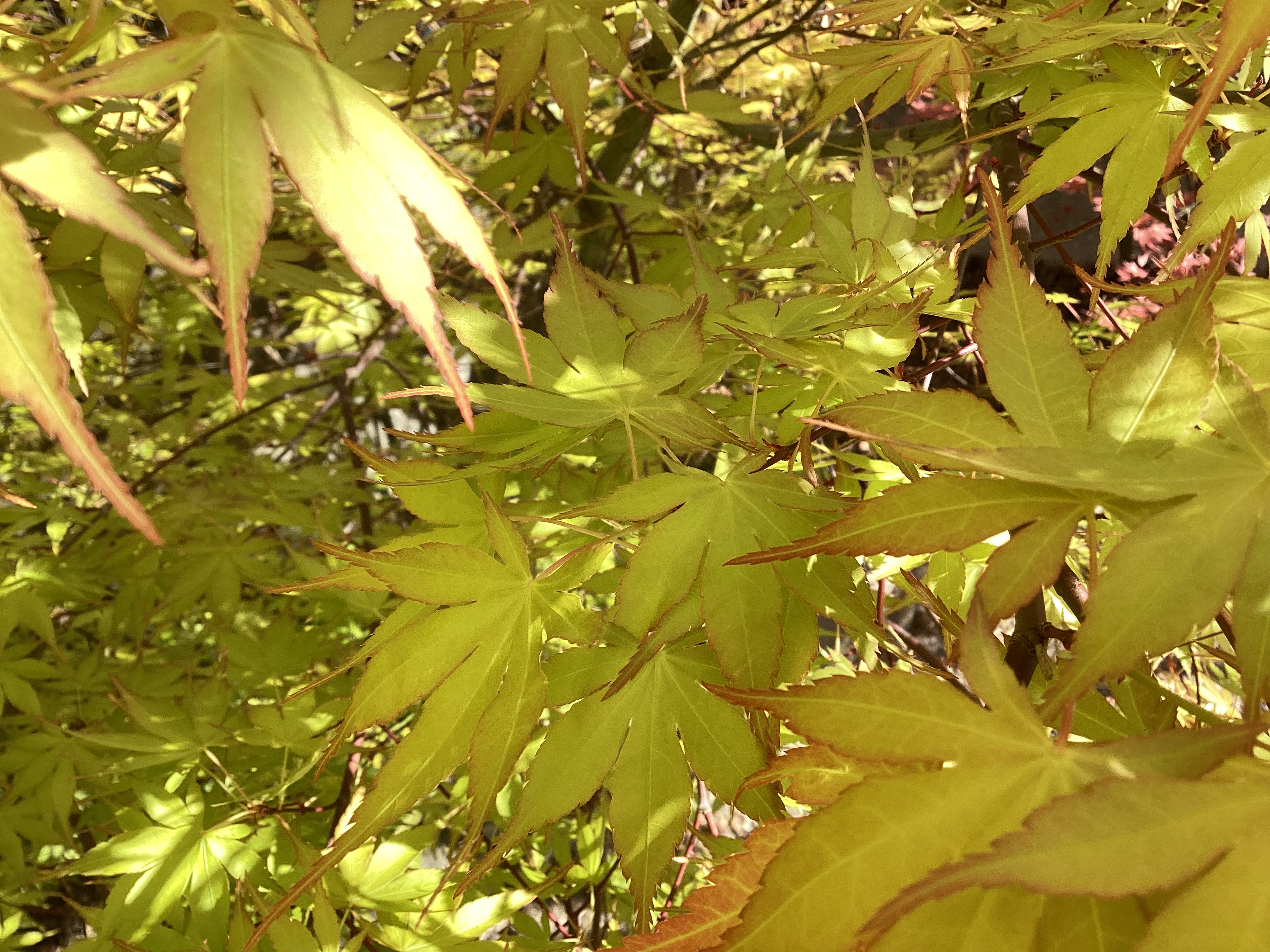 Érable du Japon, par Tempête d’automne