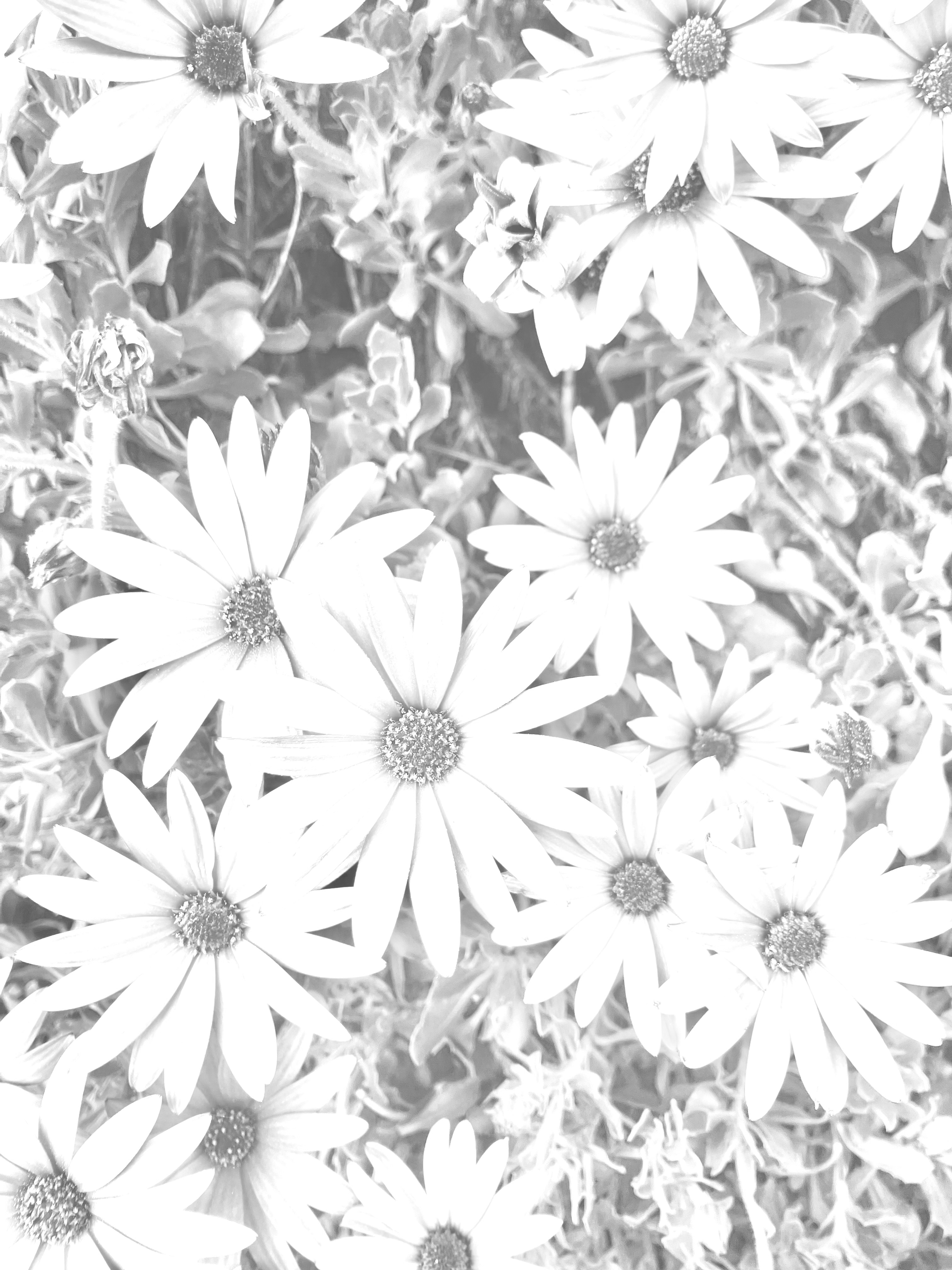 Fleurs noir & blanc, par Arcencieland