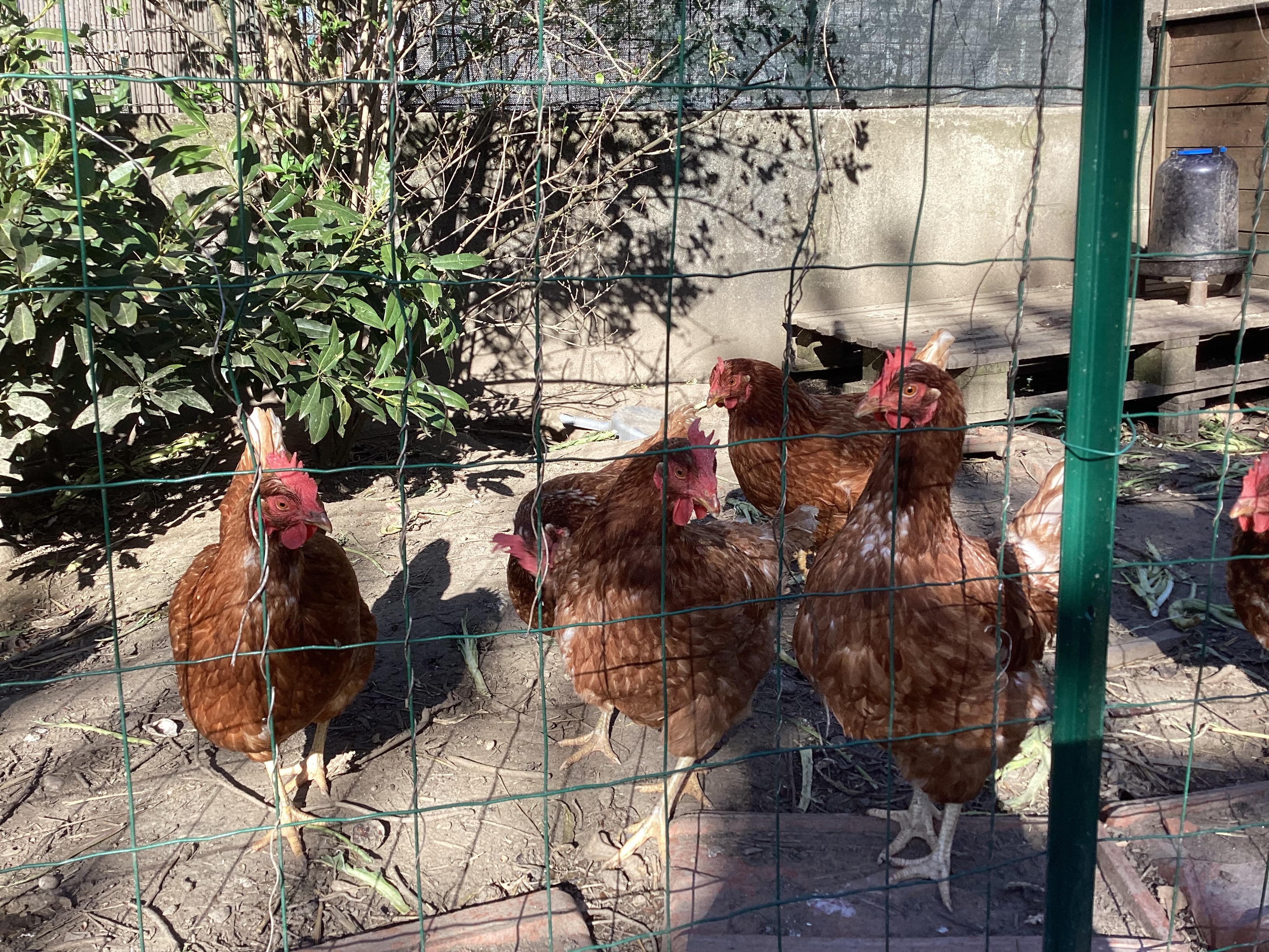 Poules 2, par Tempête d’automne