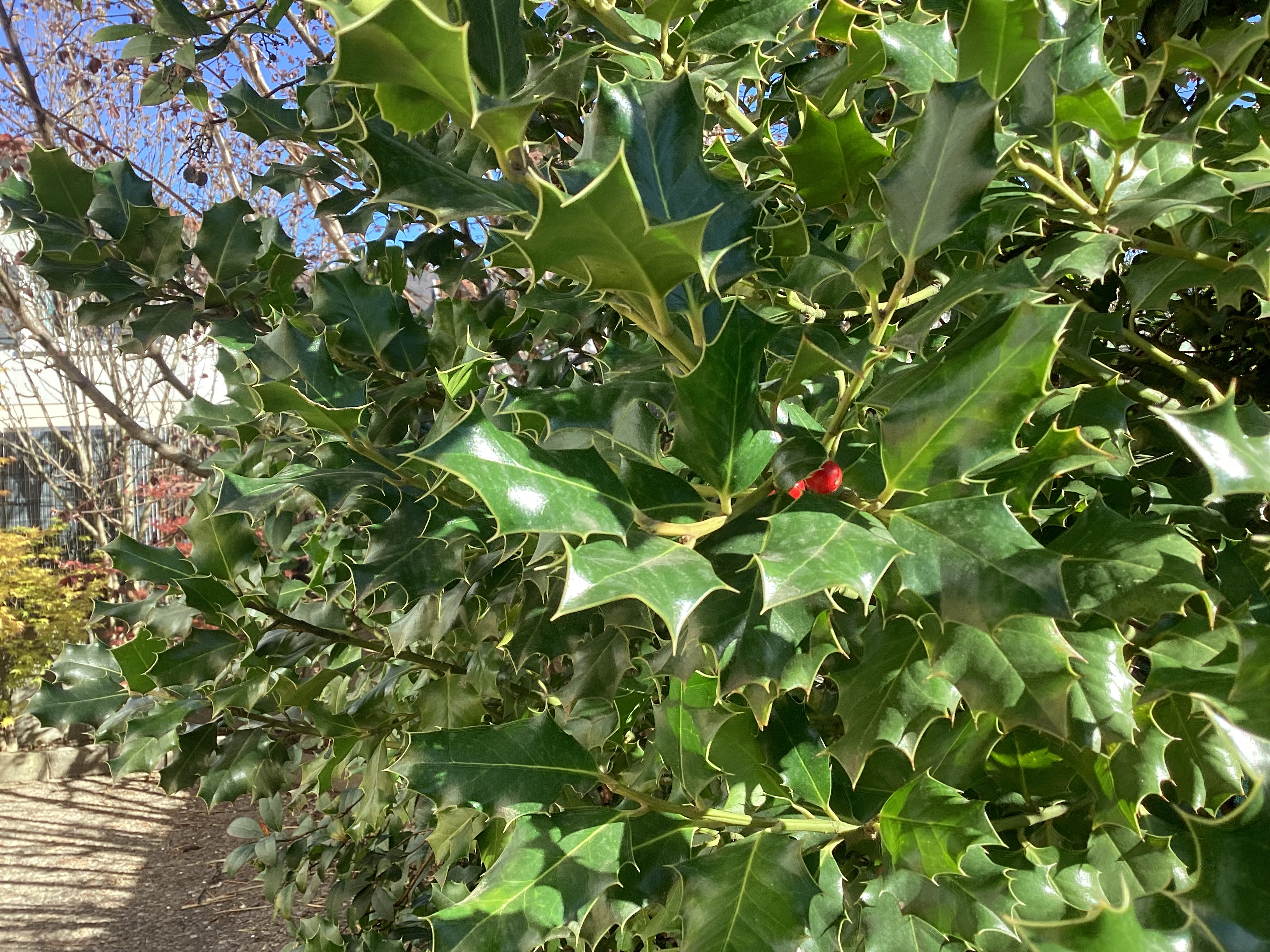 Houx, par Tempête d’automne