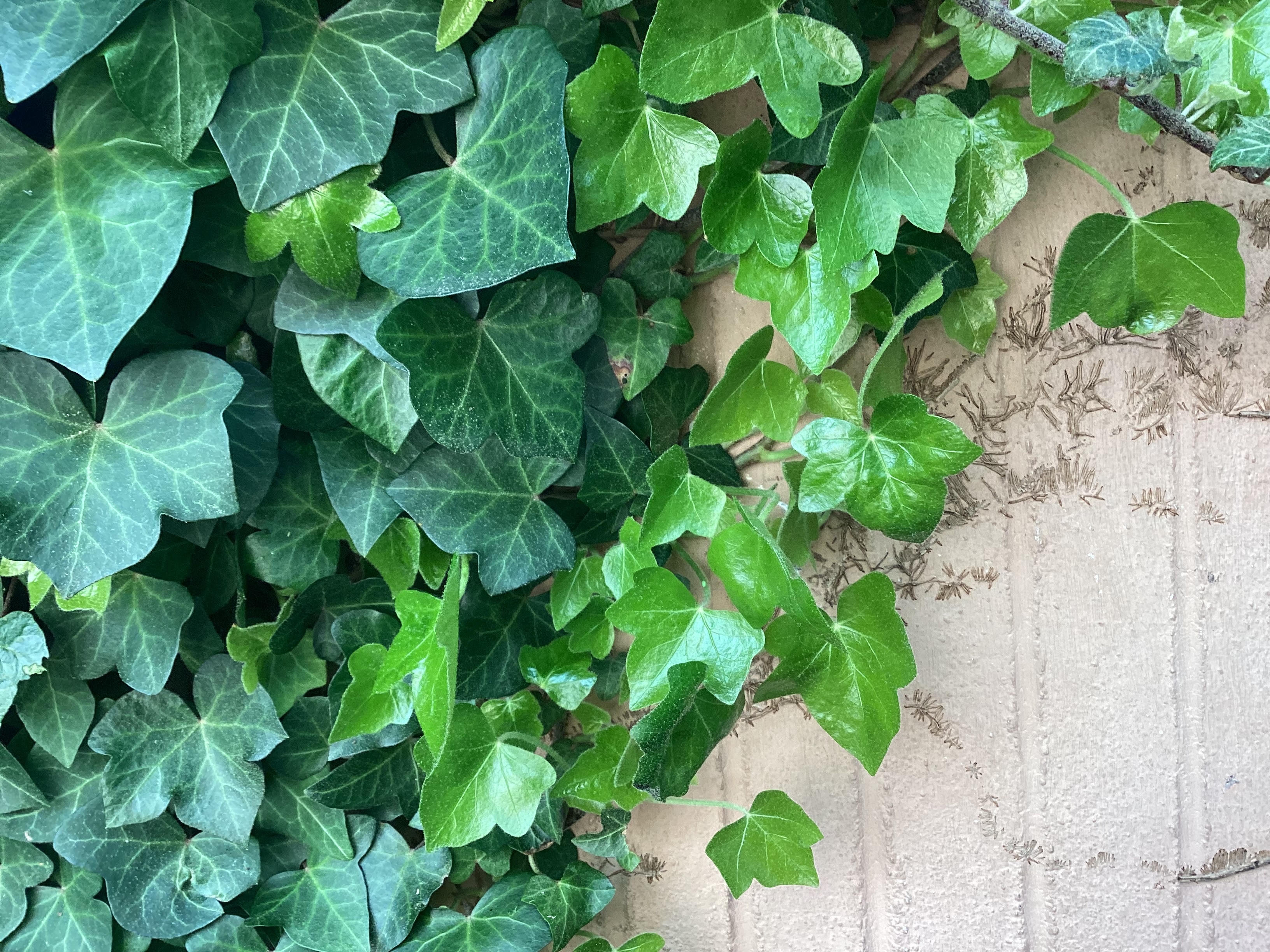 Lierre, par Tempête d’automne