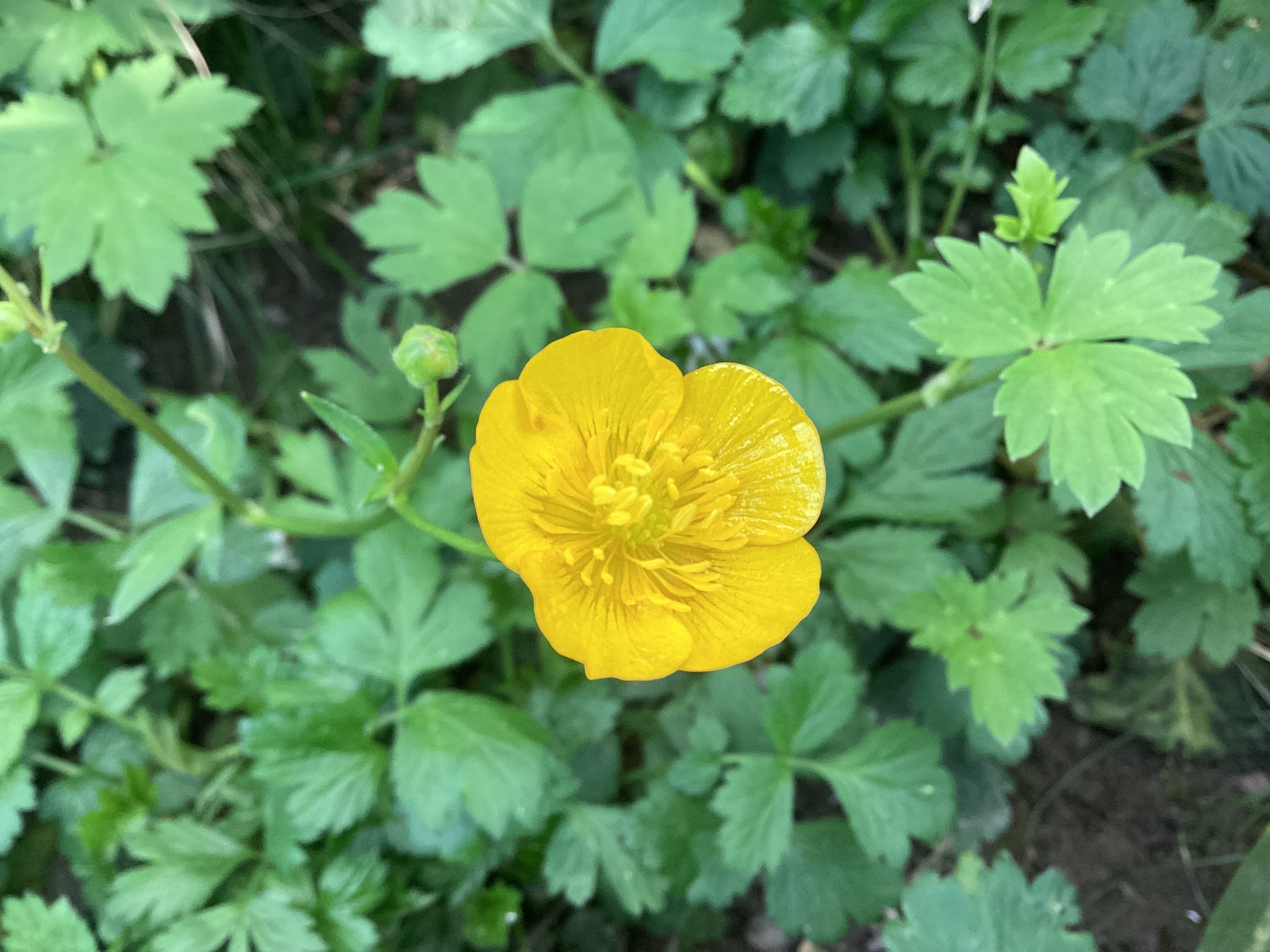 Bouton d’or, par Tempête d’automne