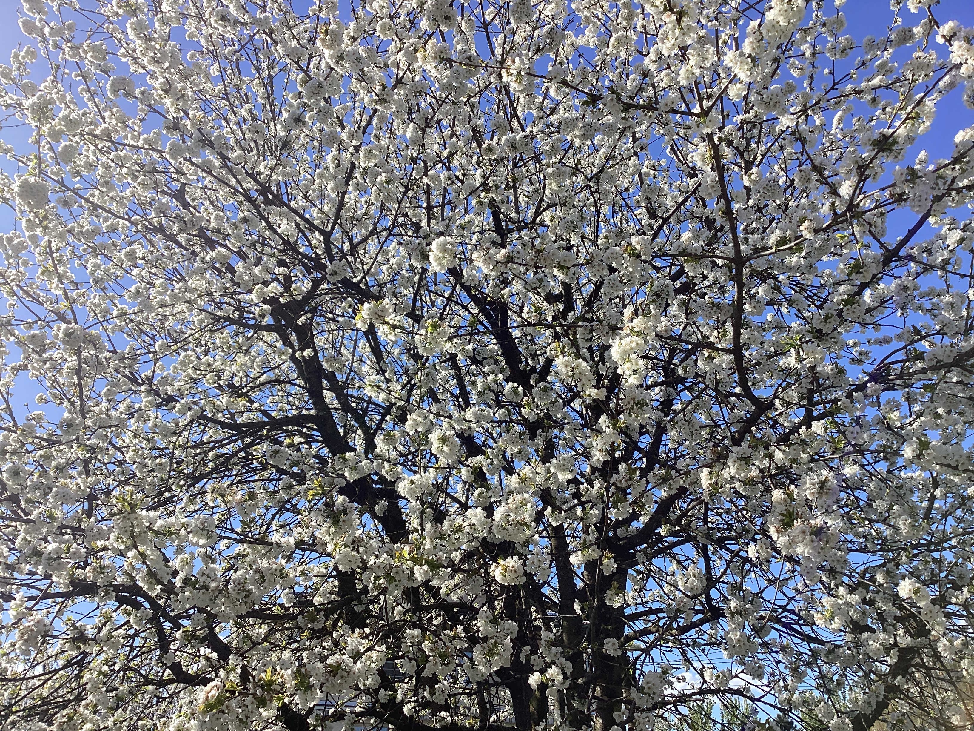 Cerisier, par Tempête d’automne