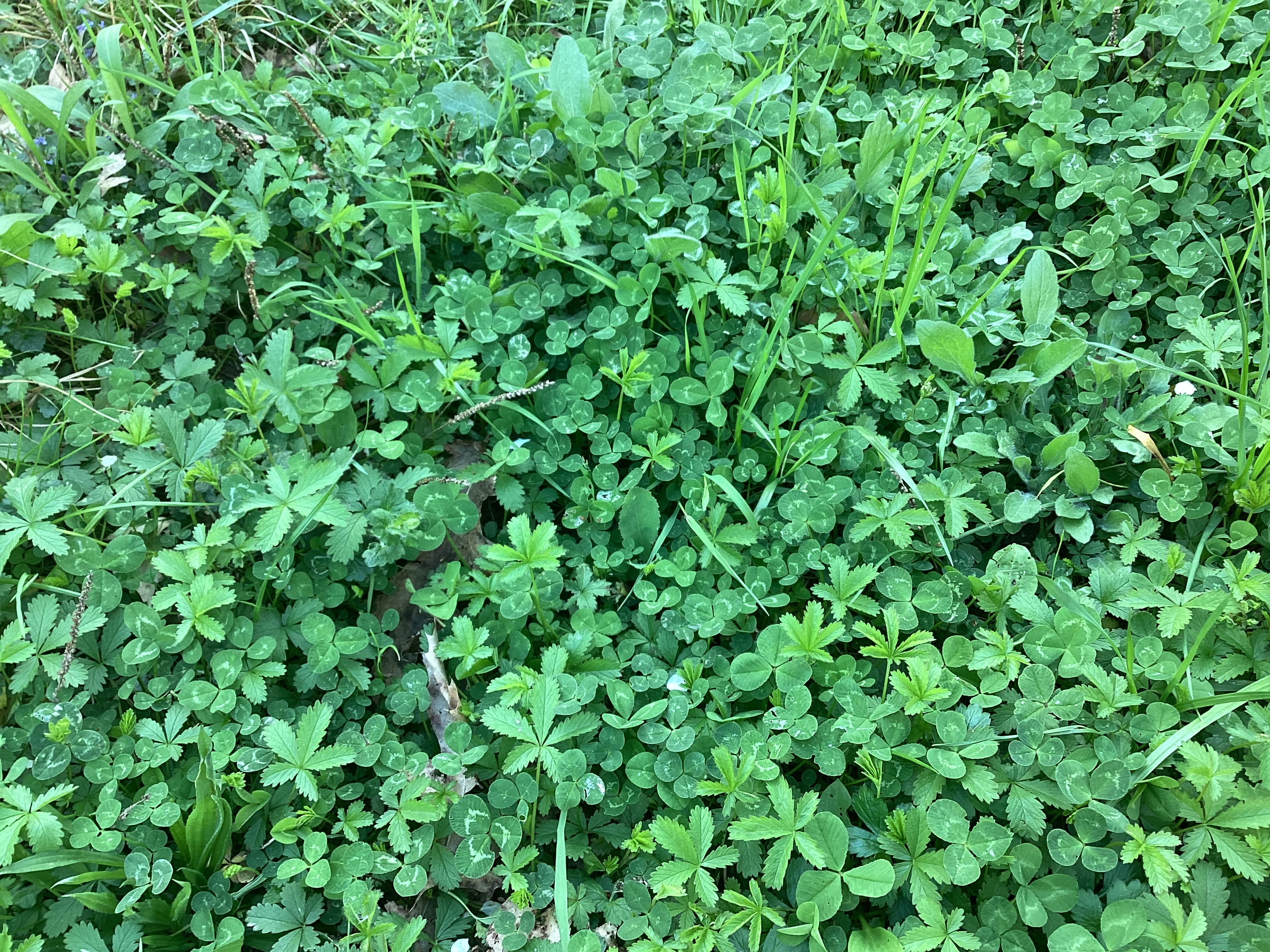Trèfle, par Tempête d’automne