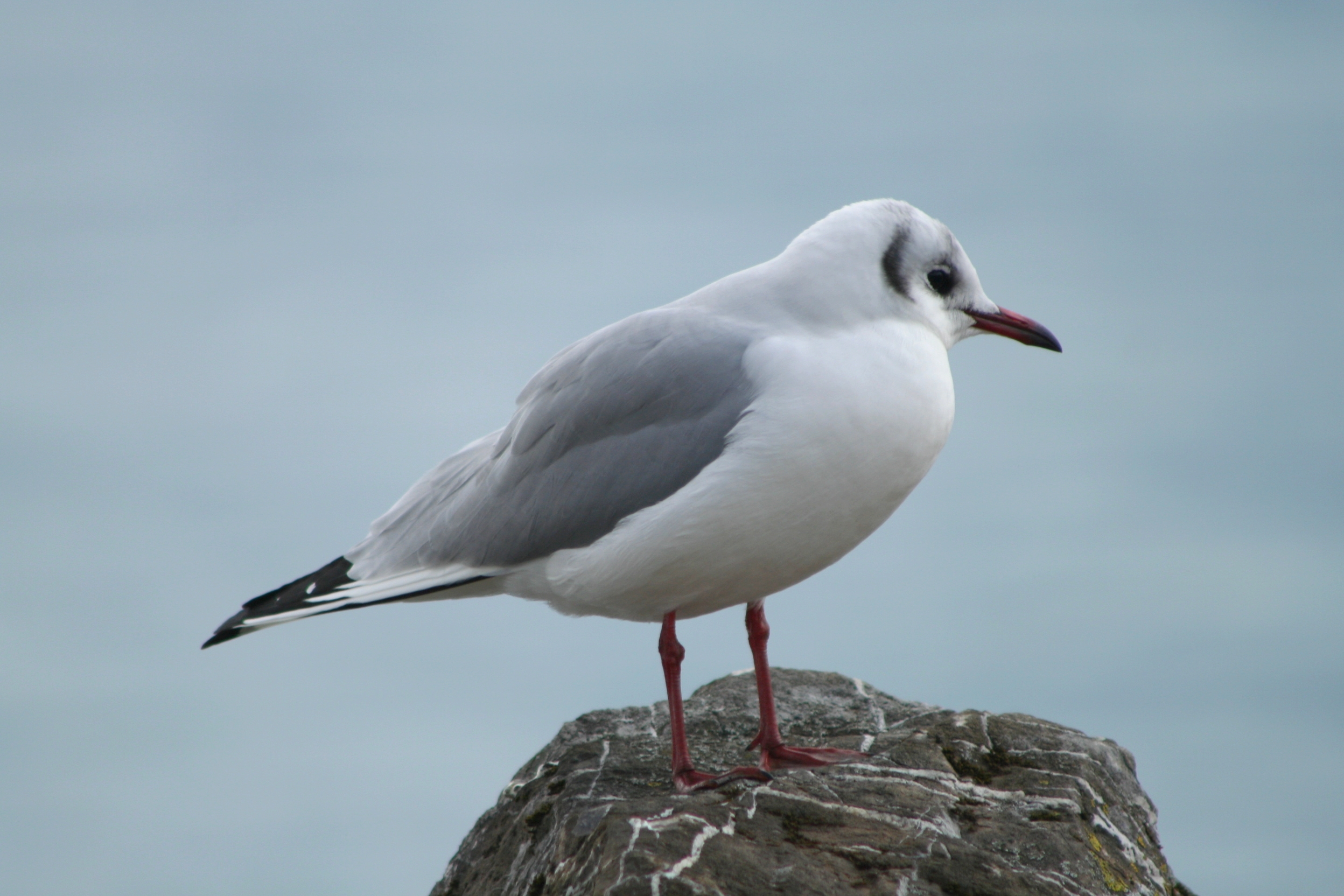 Bird of the sea, par Aadelrun