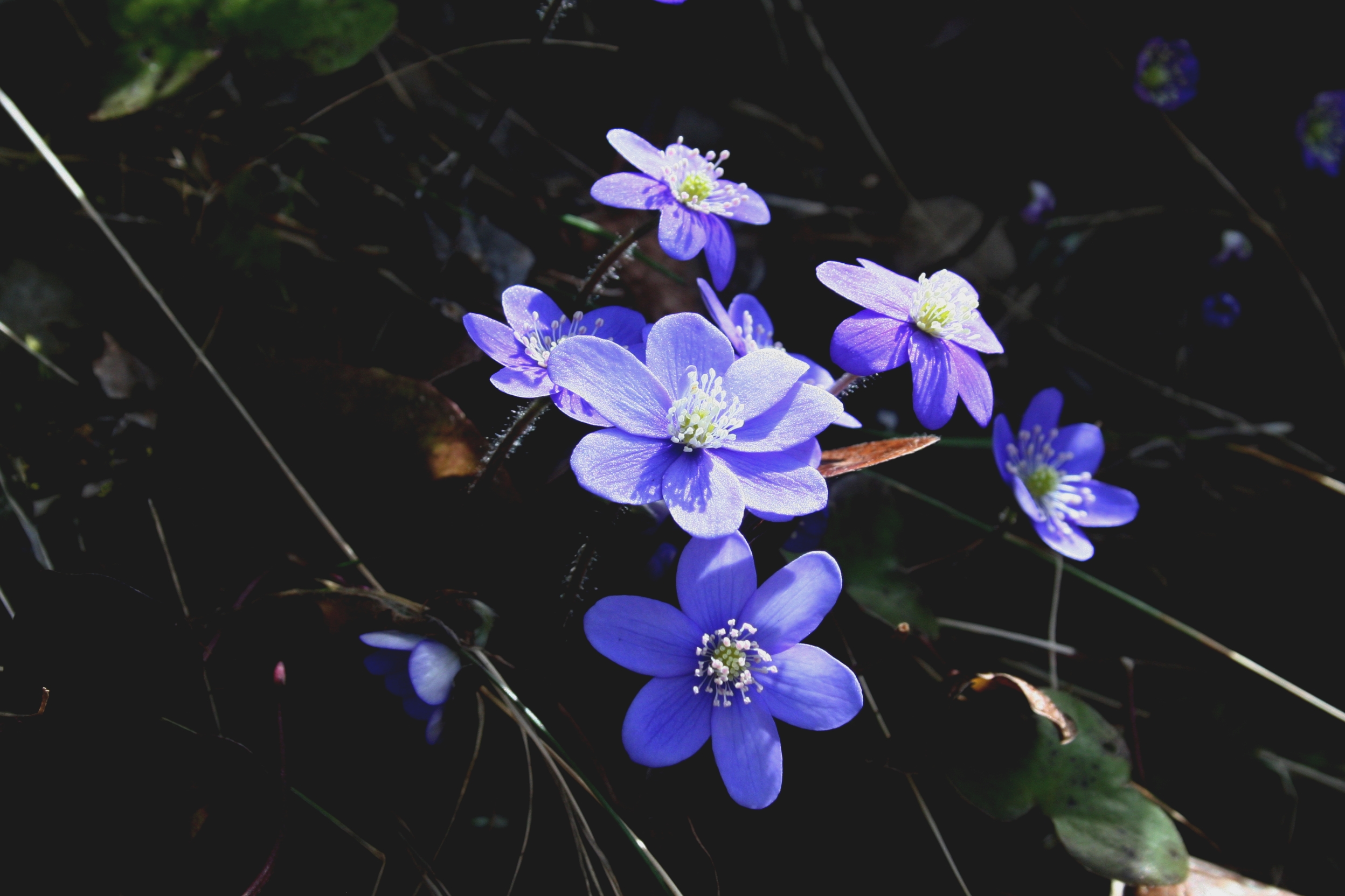 Anemone Hepatica L, par Aadelrun