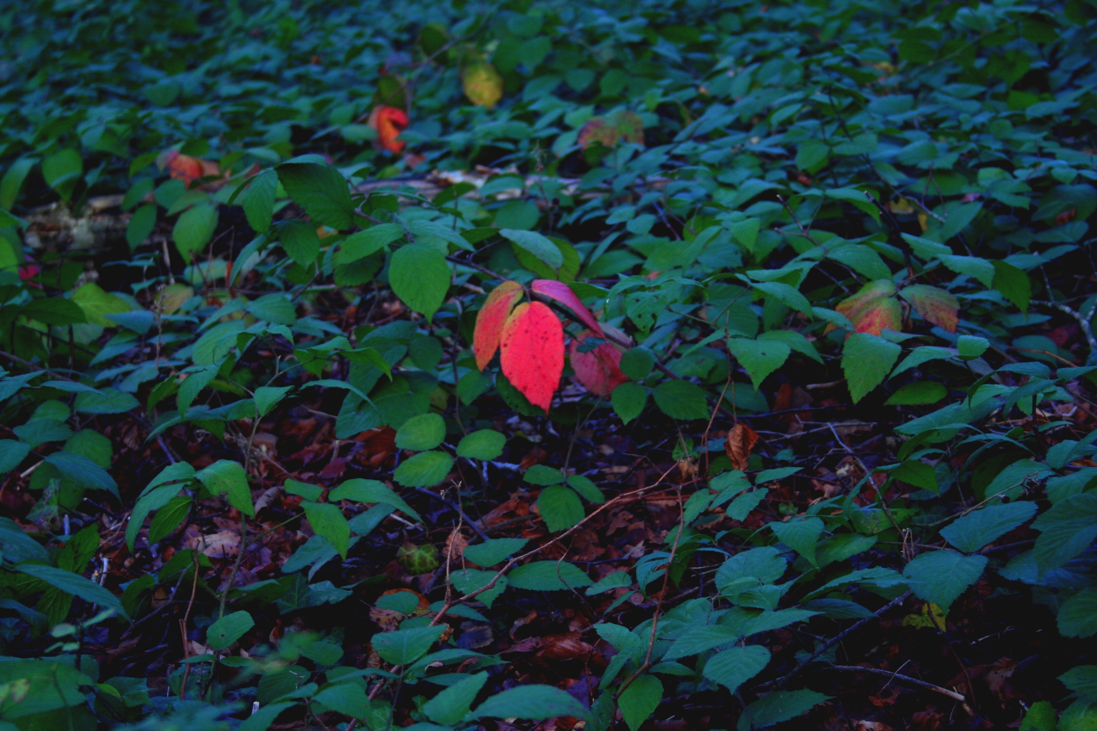 A Dead Among Us, par Aadelrun