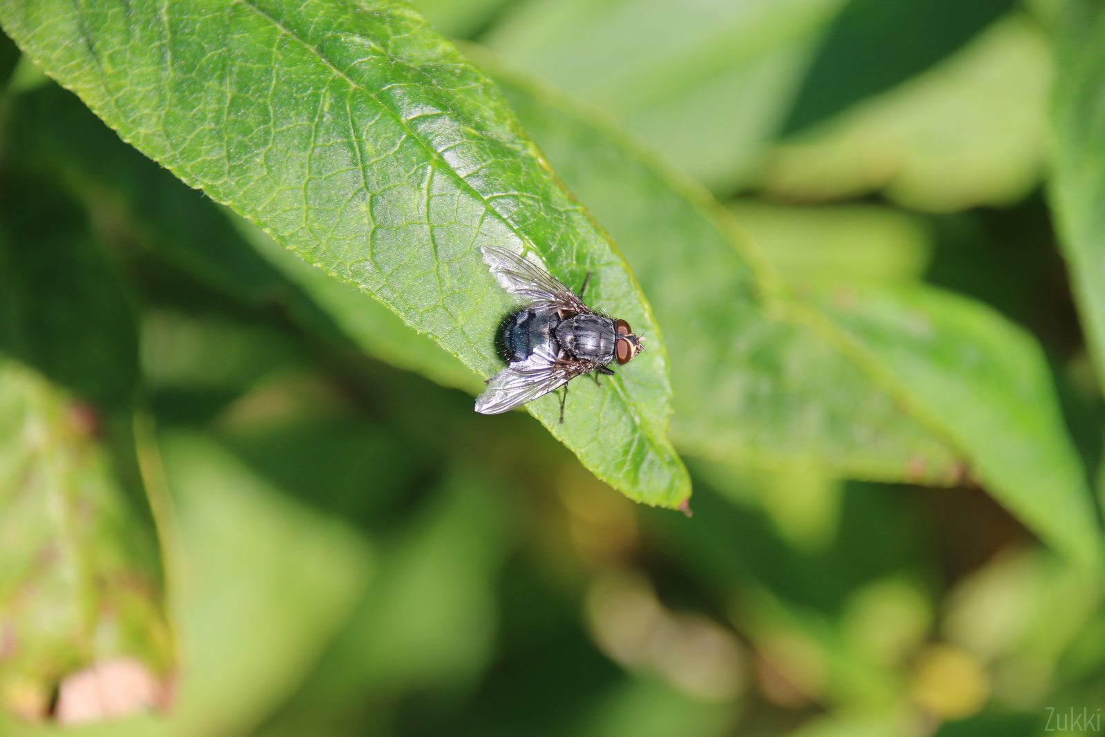 Bronzette, par Zukki