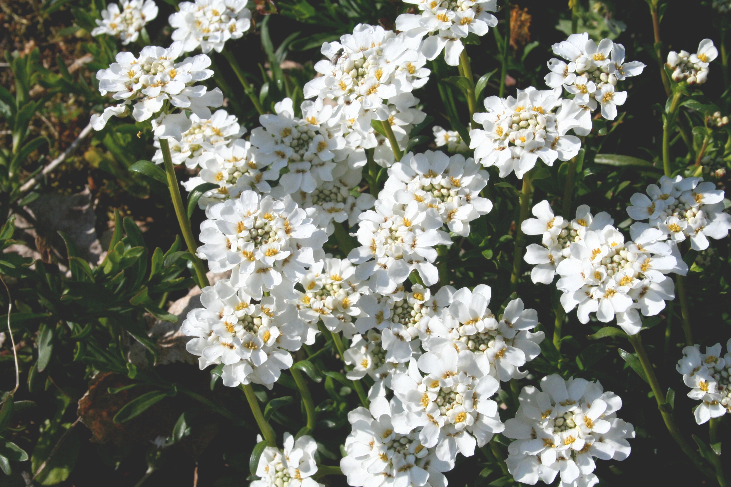 Pureté, par Aadelrun