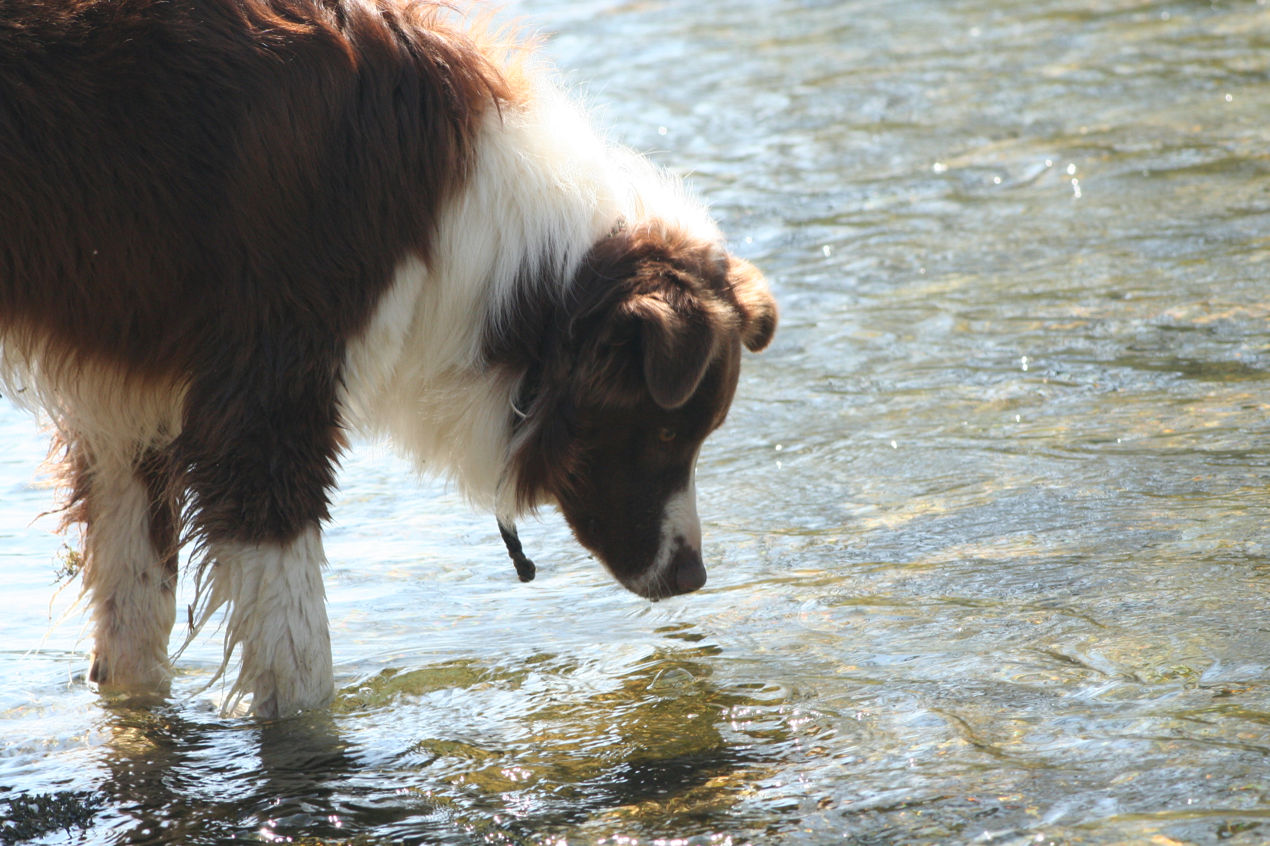 Focused, par Aadelrun