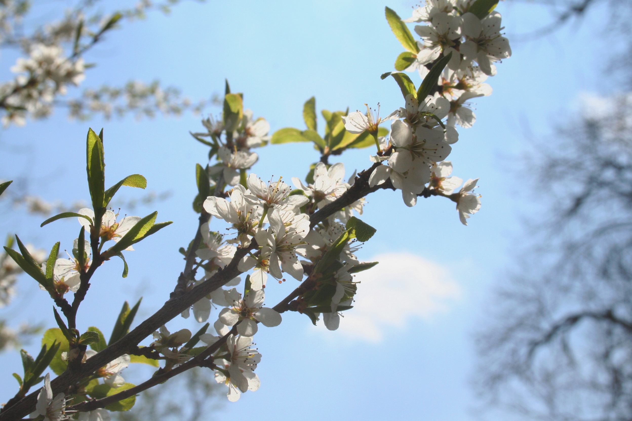 Blancheur, par Aadelrun