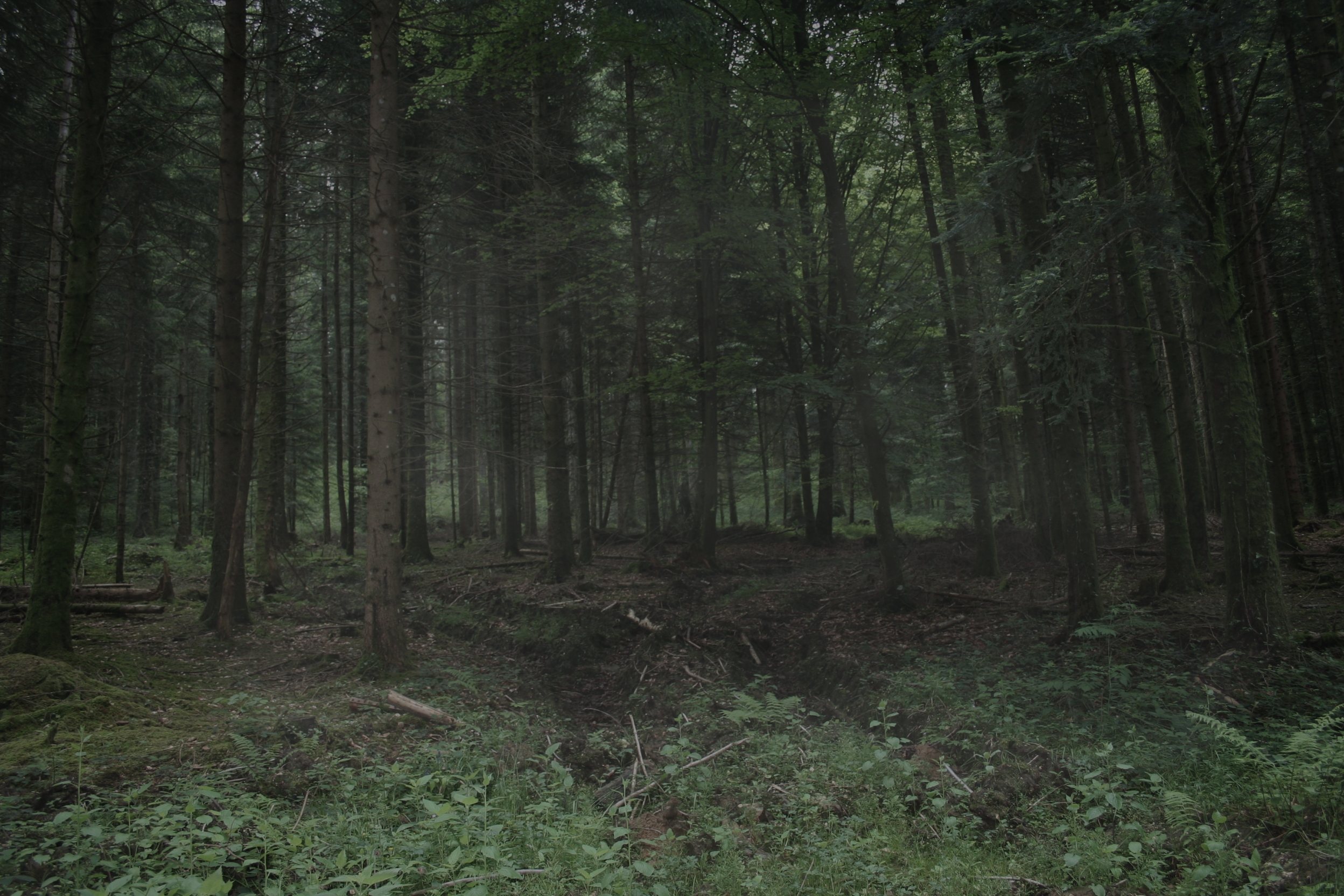 Dark Forest, par Aadelrun