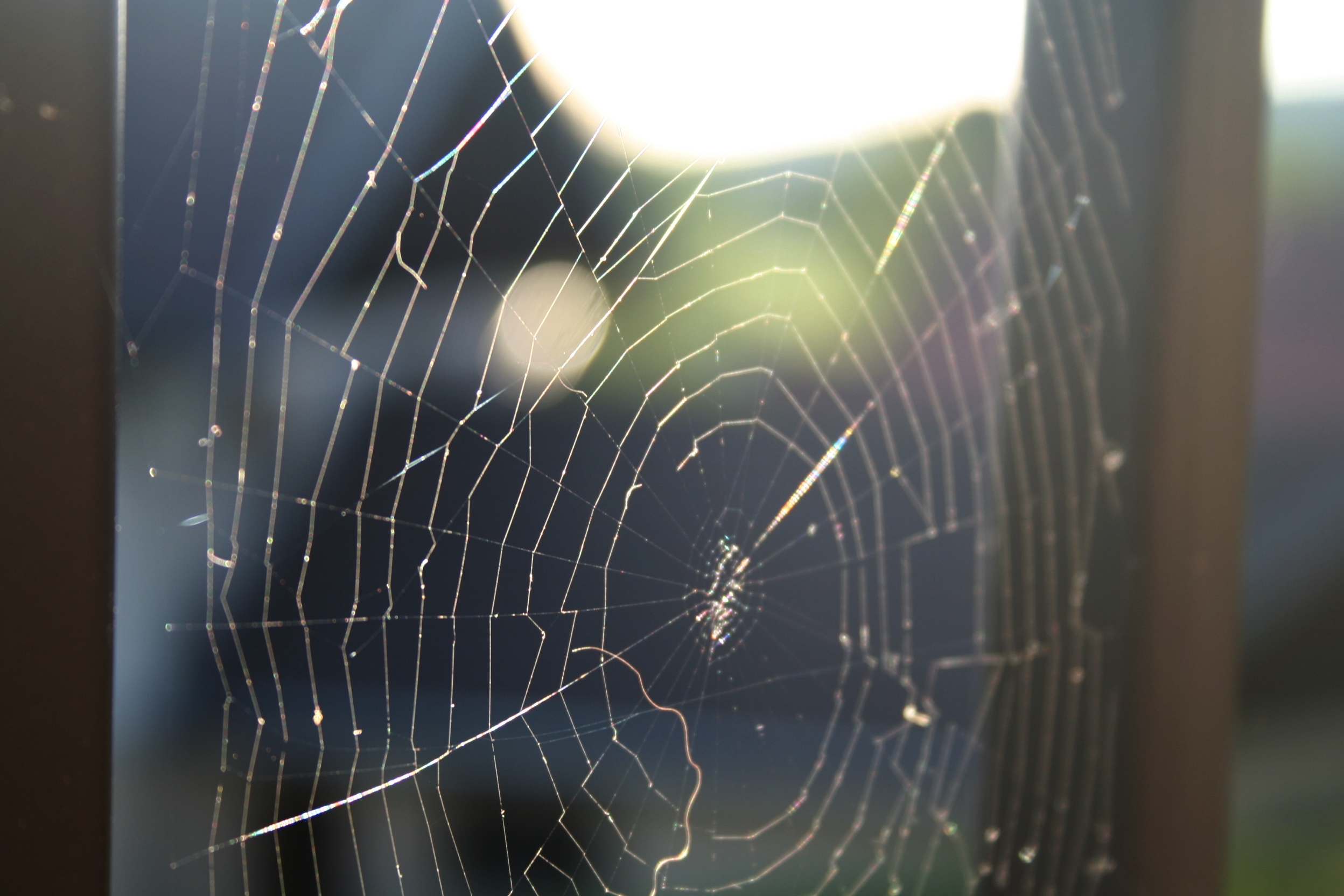 Toile d'Araignée, par Aadelrun