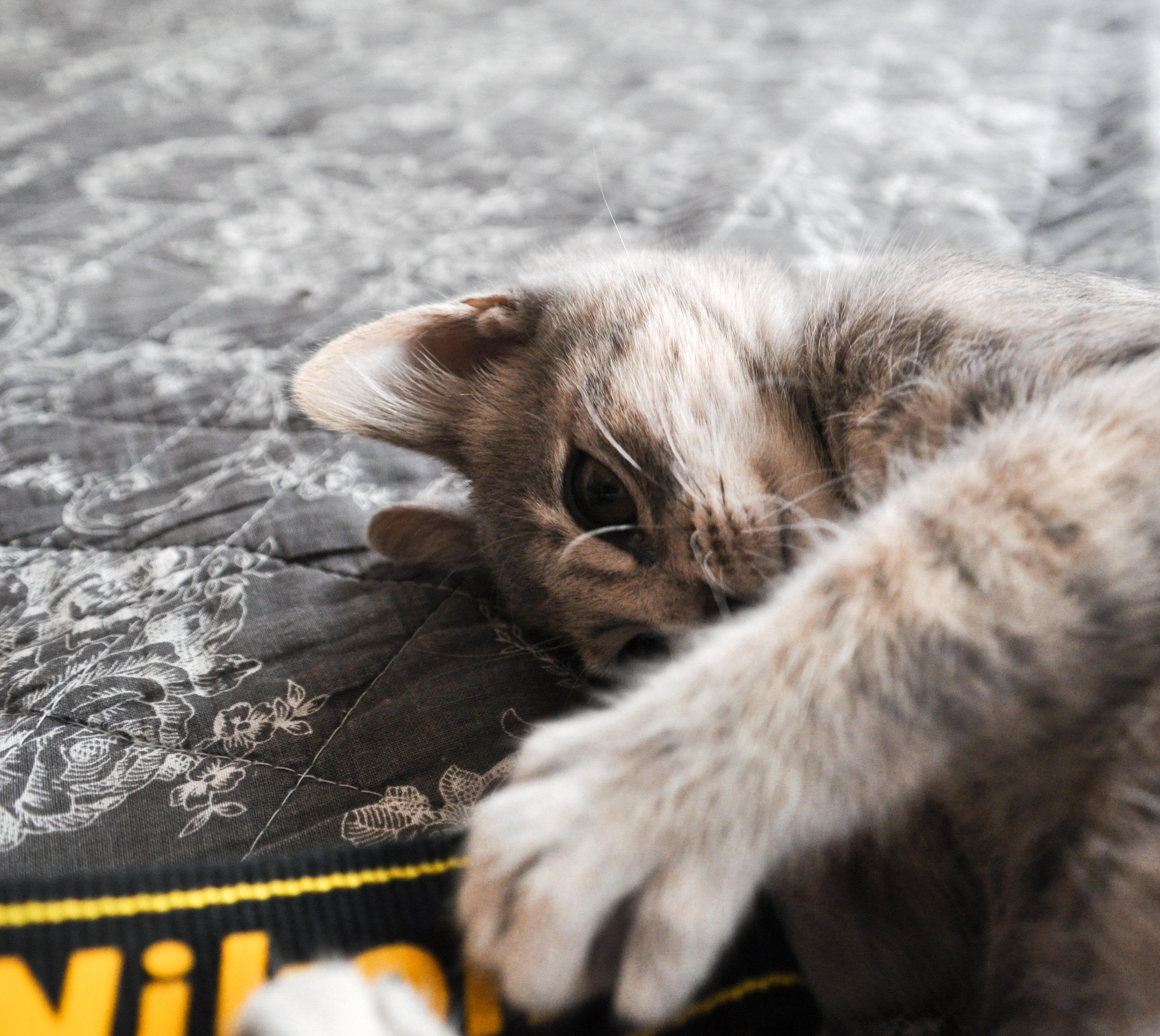 La comète est photogénique, par Lawrage