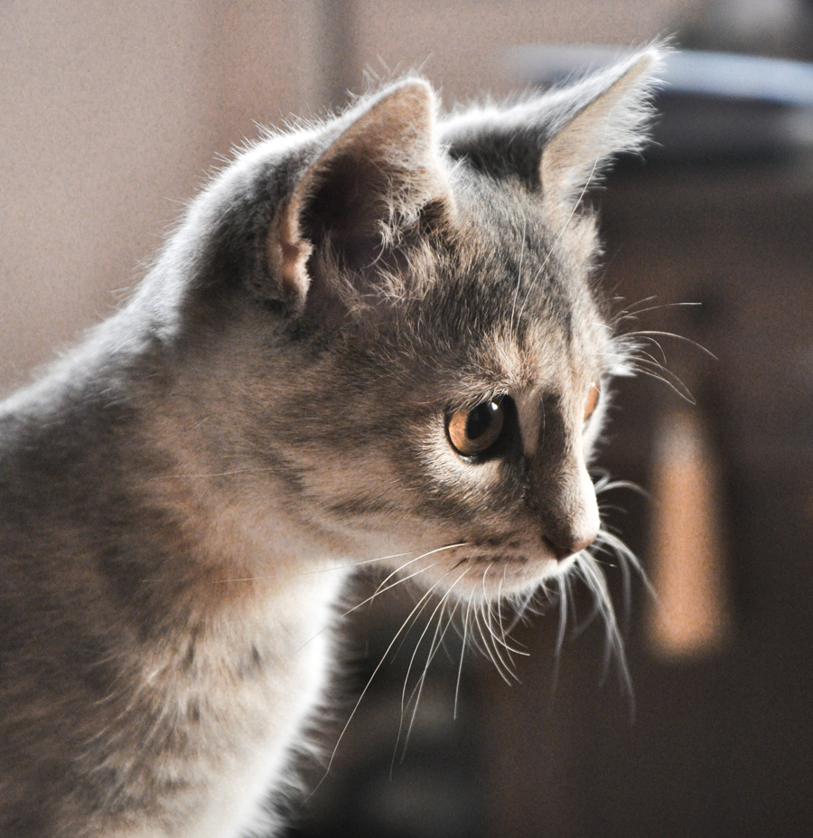 Ton chat ne pouvait pas être plus mignon que le mien, par Lawrage