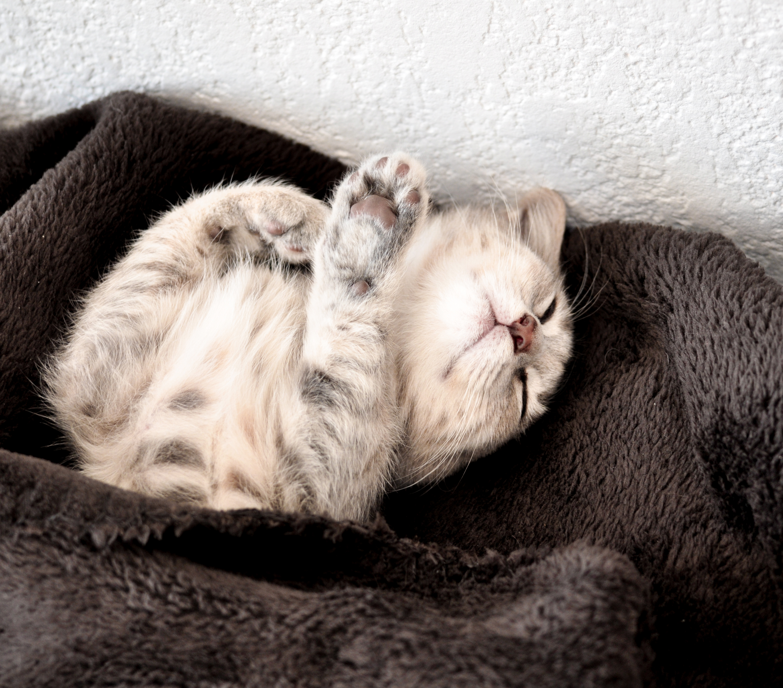 A-t-on vu chaton plus mignon ?, par Lawrage