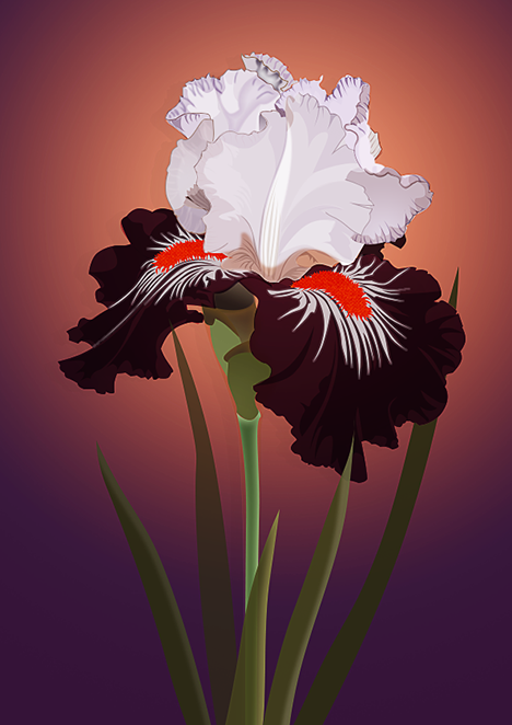 Iris de Cayeux, par Tamara