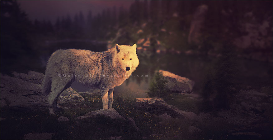 Le Loup, par Galad-El