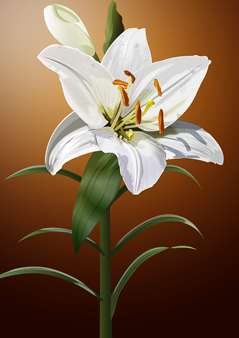 Lys blanc, par Tamara