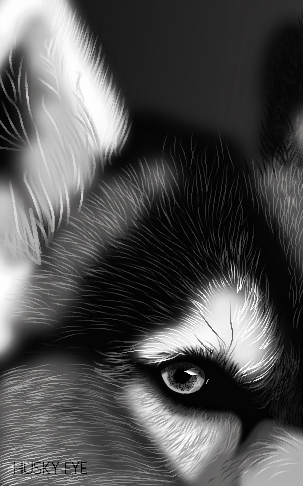 Regard de chien, par Tamara