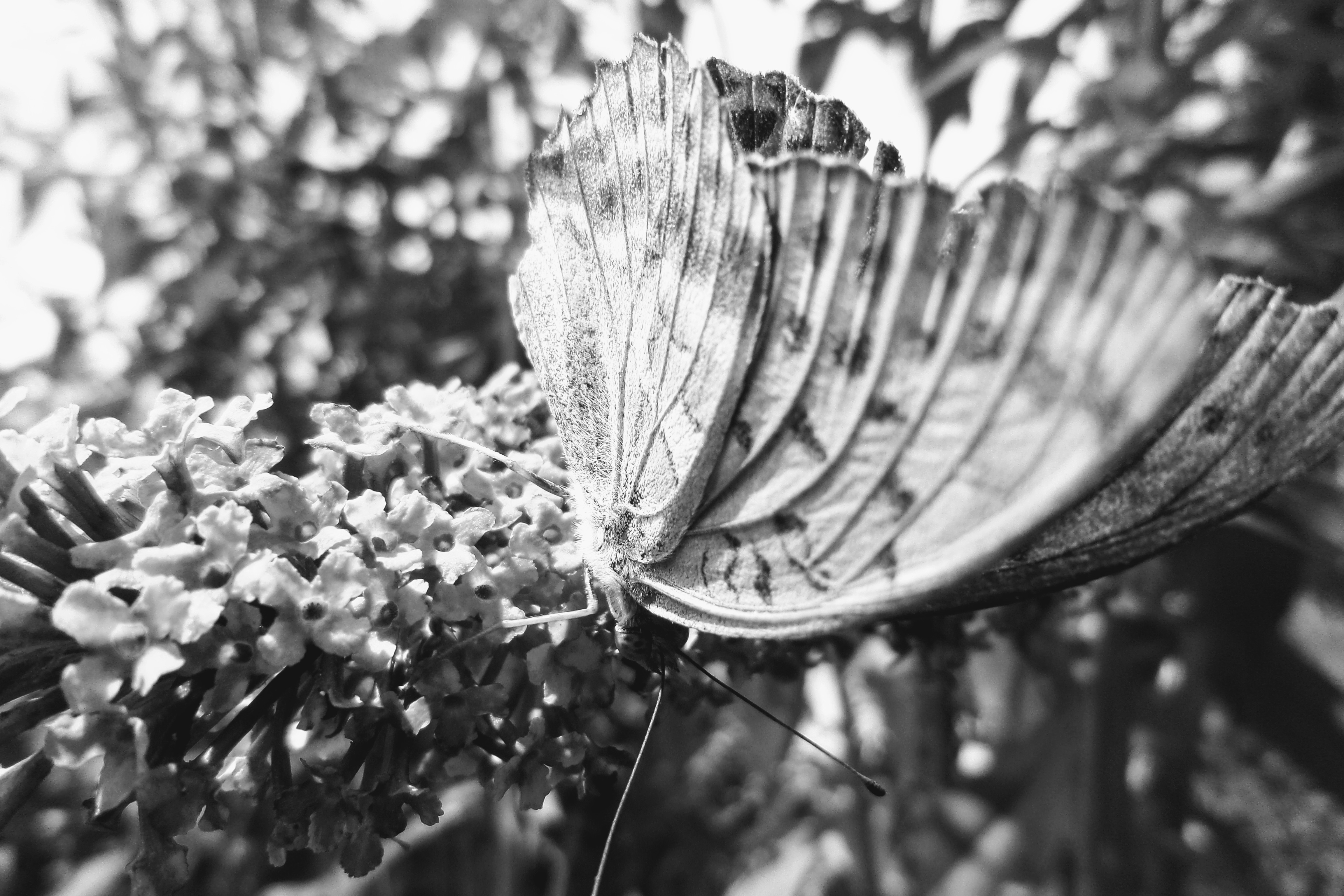 Papillon, par Unebibliosurpatte