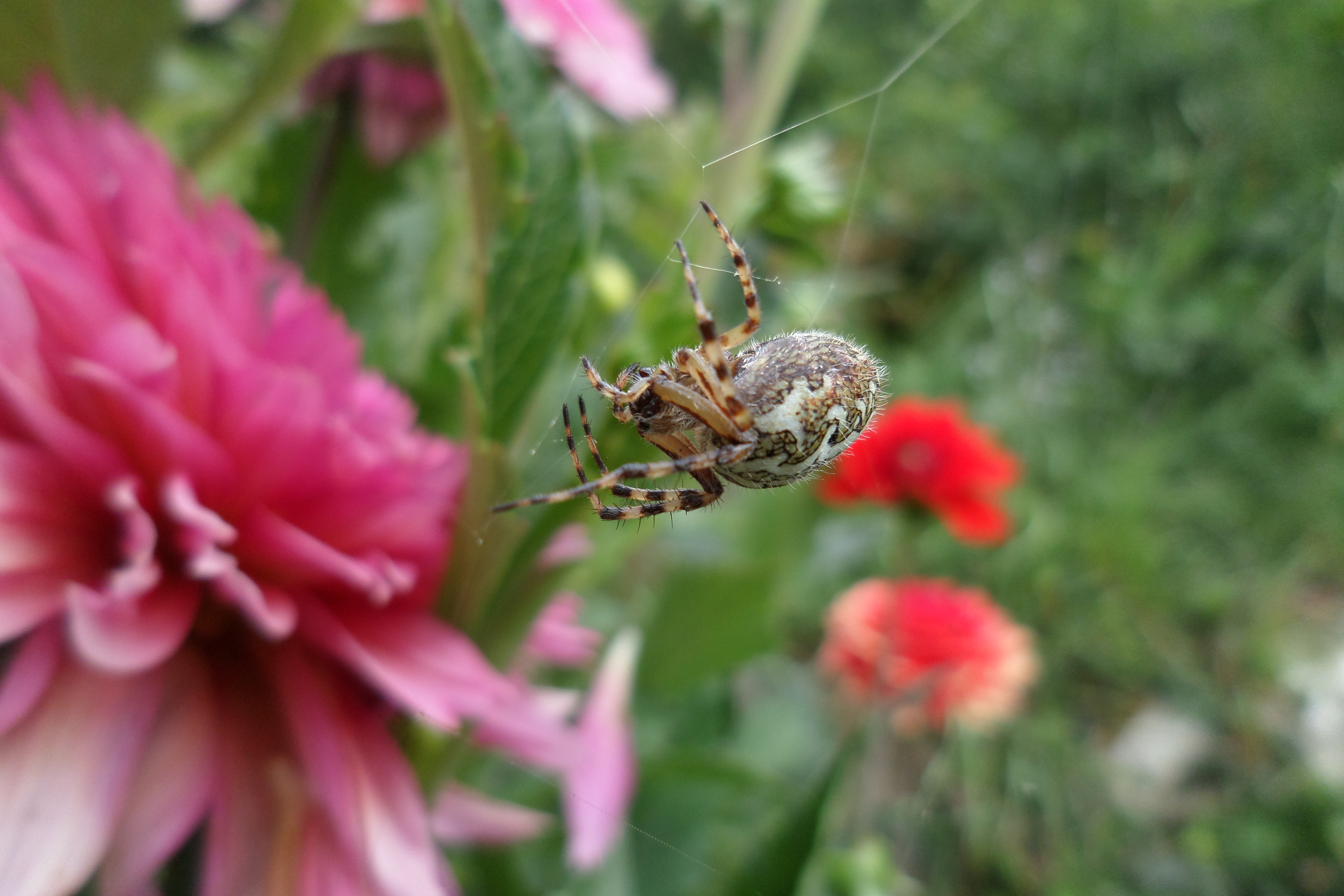 Araignée, par Unebibliosurpatte