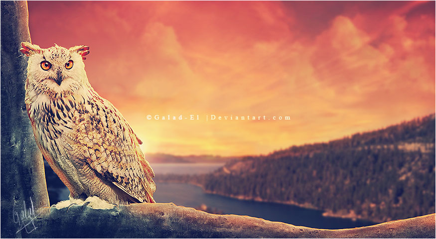 Un hibou sur son arbre perché..., par Galad-El