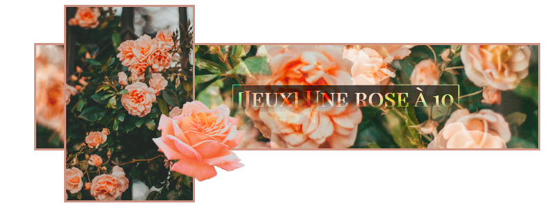 Une rose a 10, par Zukki