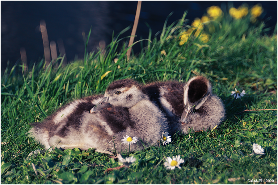Pioupiou, par Galad-El