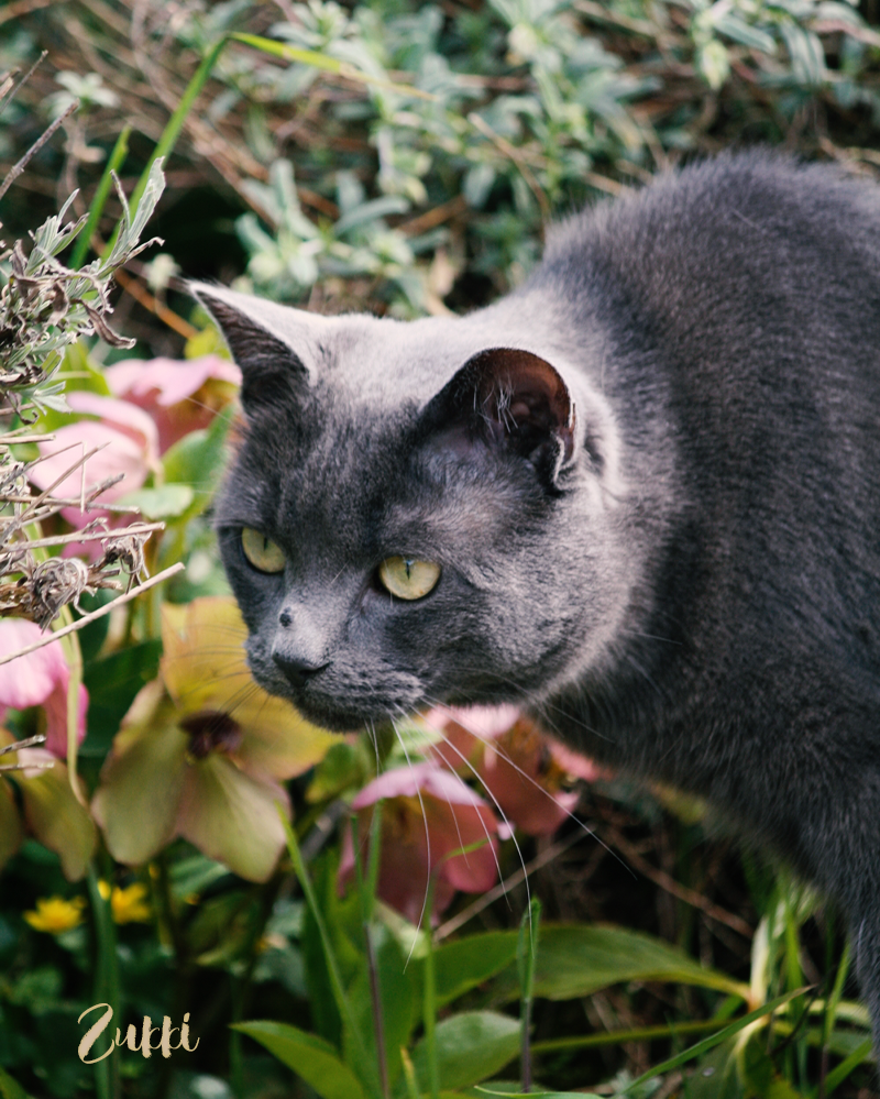 Prédateur, par Zukki