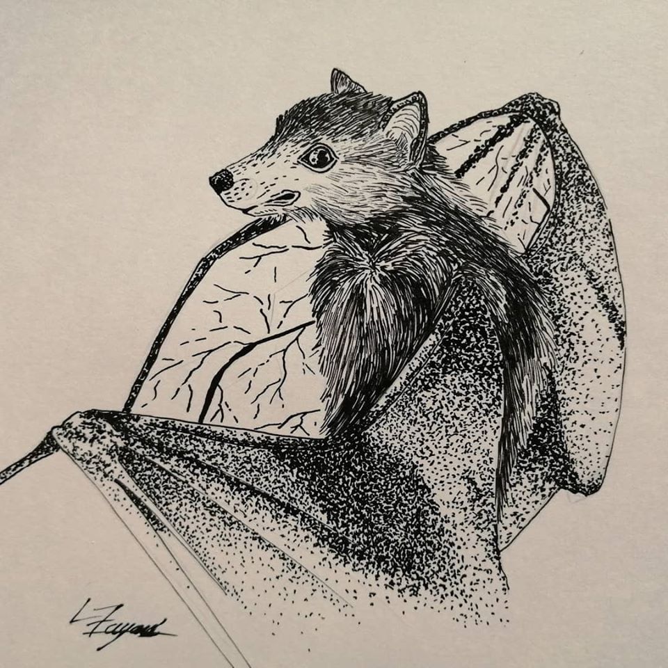 Chauve-Souris, par Naütilus.