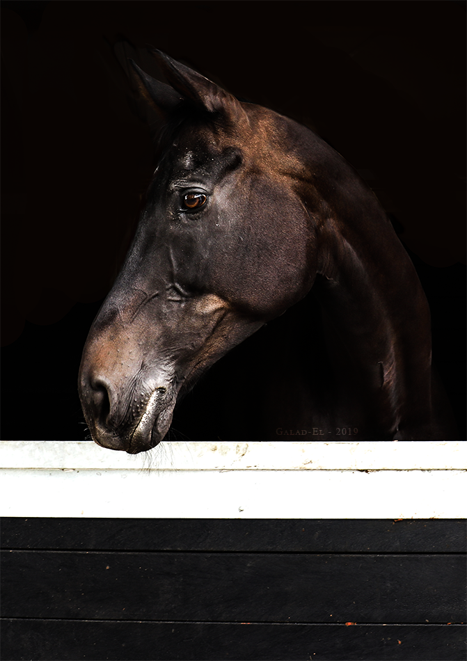 Cheval, par Galad-El