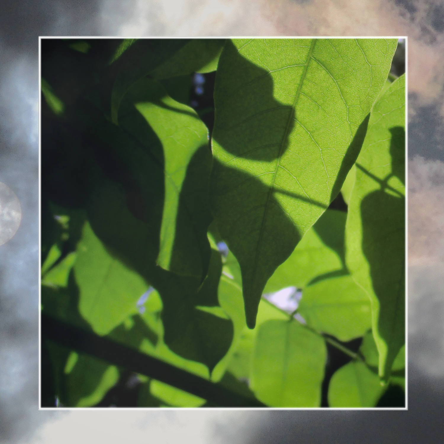 Feuillages nuageux, par CHAUSSETTE