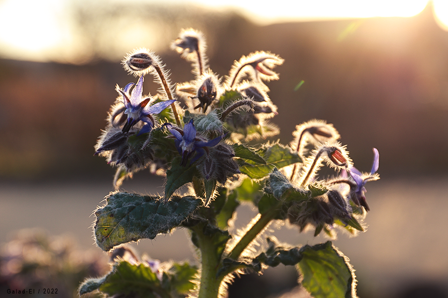 [7/52] Soleil couchant, par Galad-El