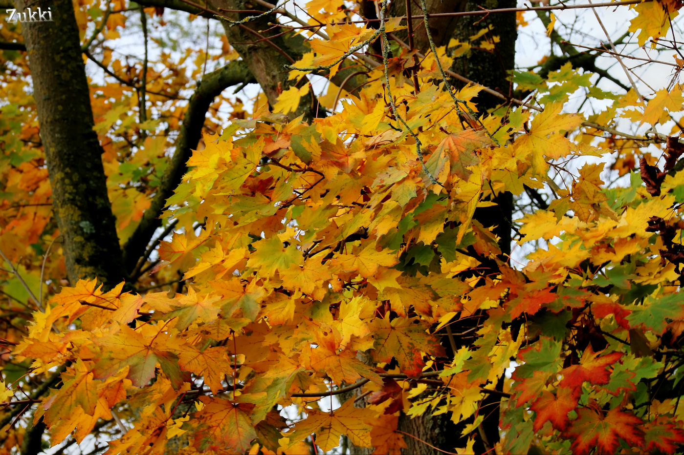 Feuilles d'Automne, par Zukki