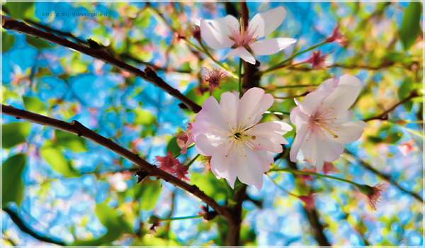Cherry blossoms, par Yamazakura